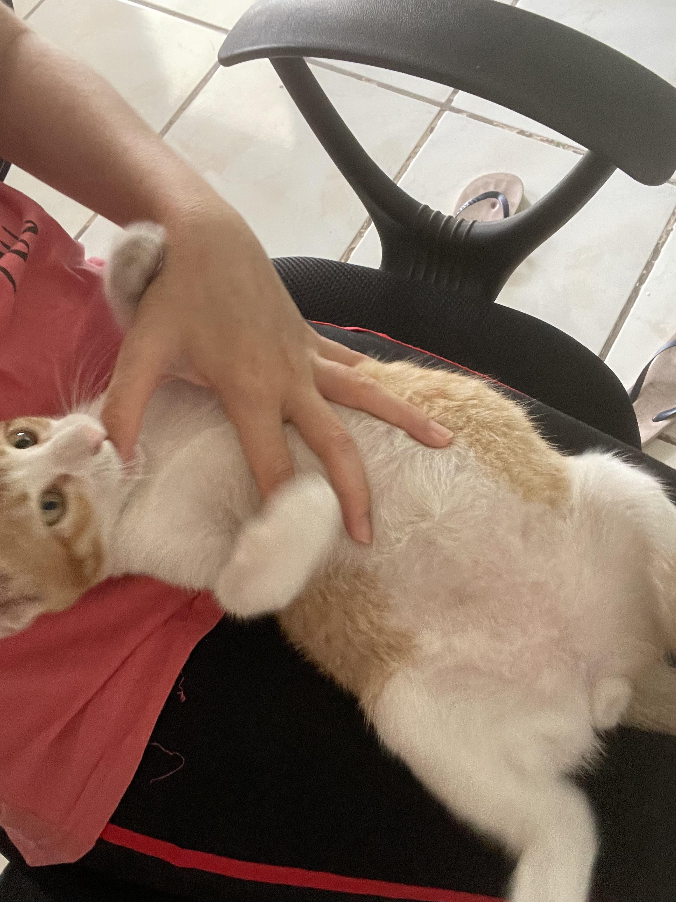 He'll be on my lap but keep nibbling at me! So sharp! But why? r/cats