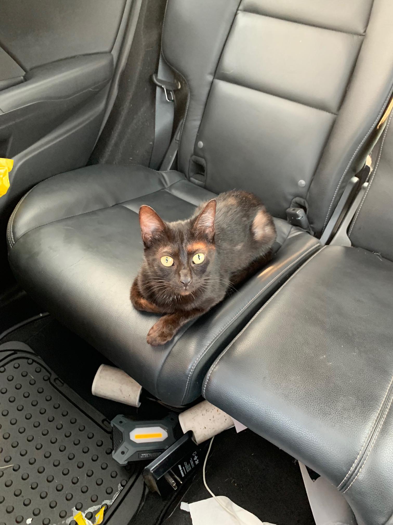 Charlie was rescued from a shelter suffering from kennel cough, cushing