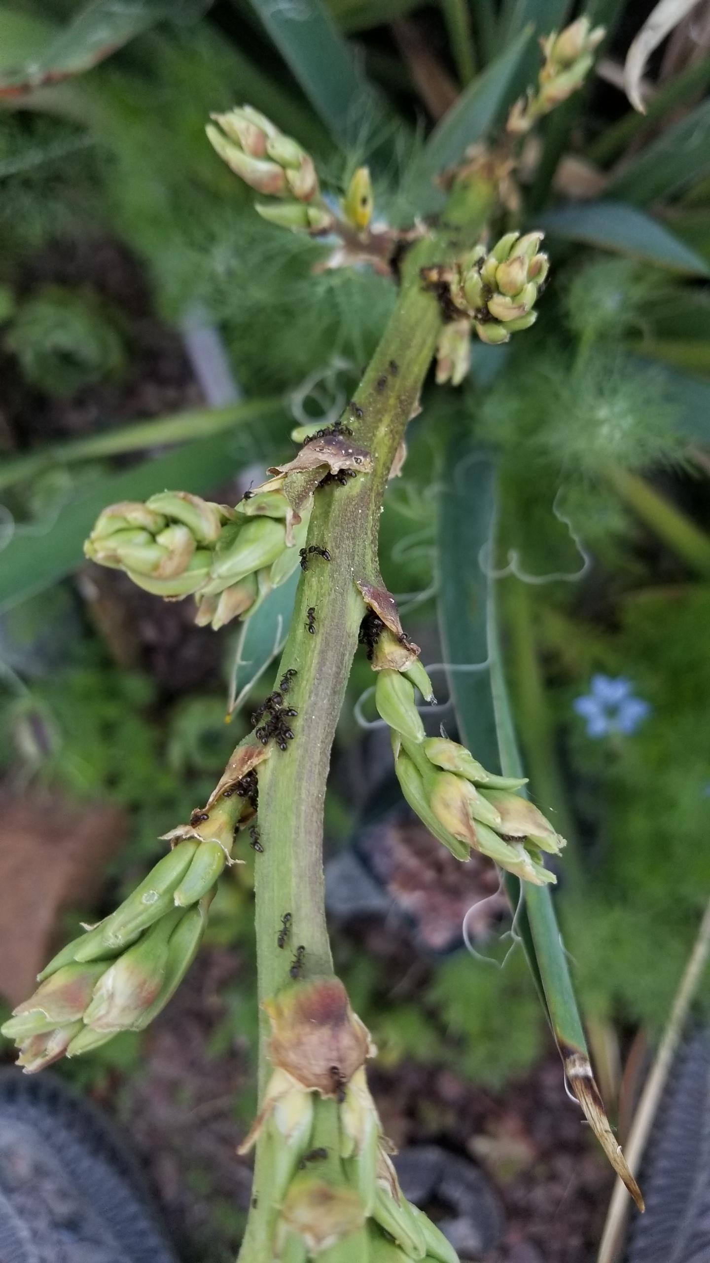 Ants swarming the inflorescence of my Yucca sp. Are Yucca myrmecophytes