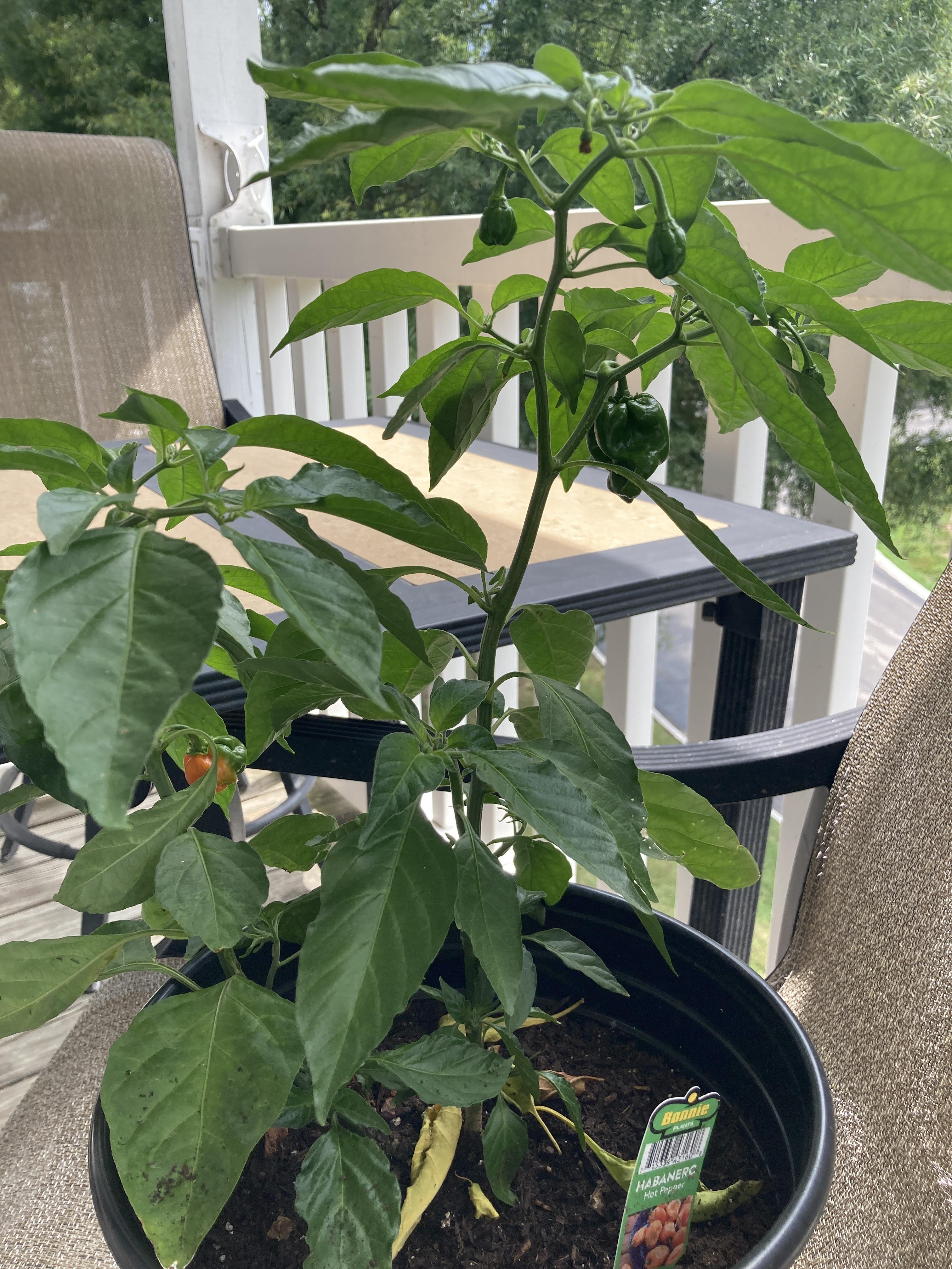 Hey all, I’m curious as to why my habaneros are not ripening. I have