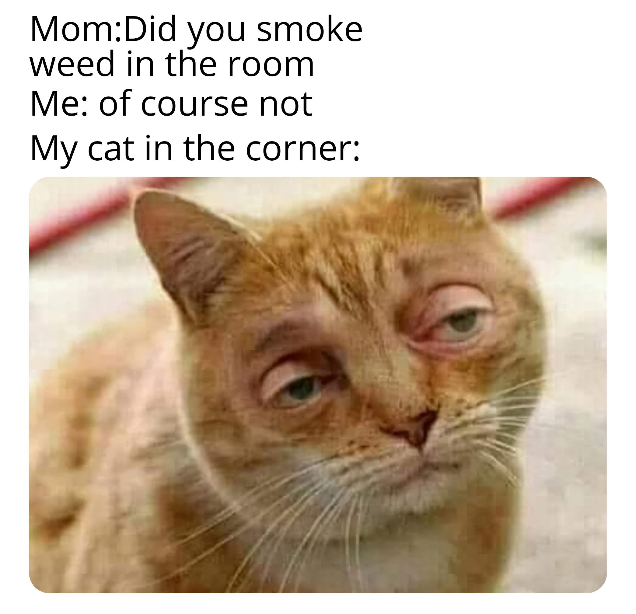 Cat ain't a snitch Rage Comics