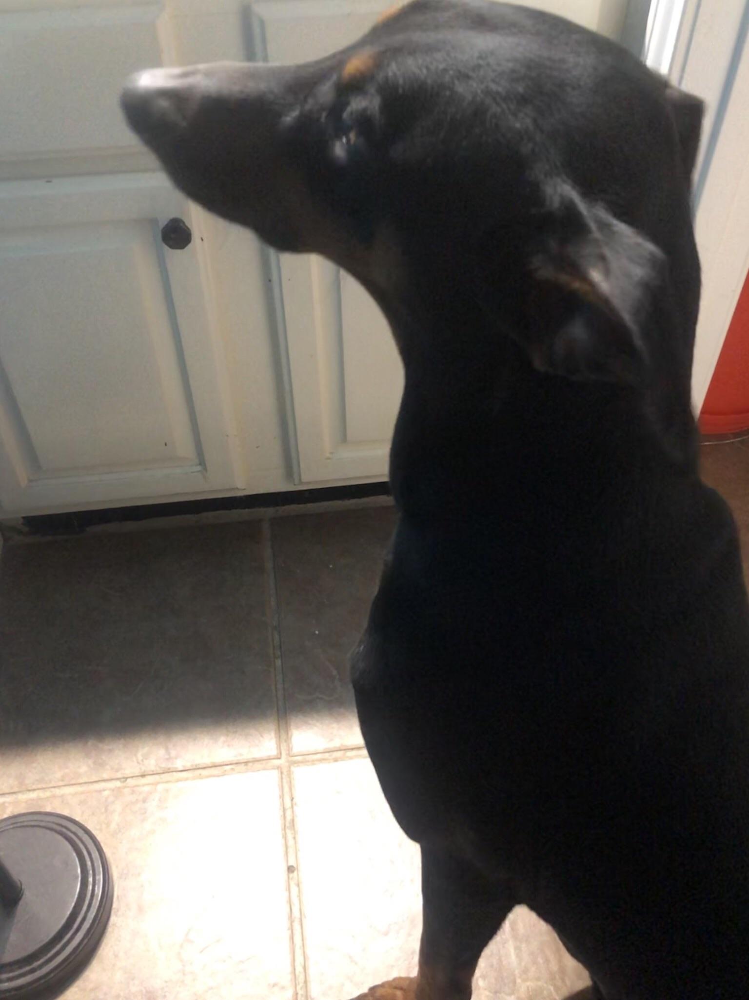 Can’t use the restroom without him making sure I’m safe. Dobies are