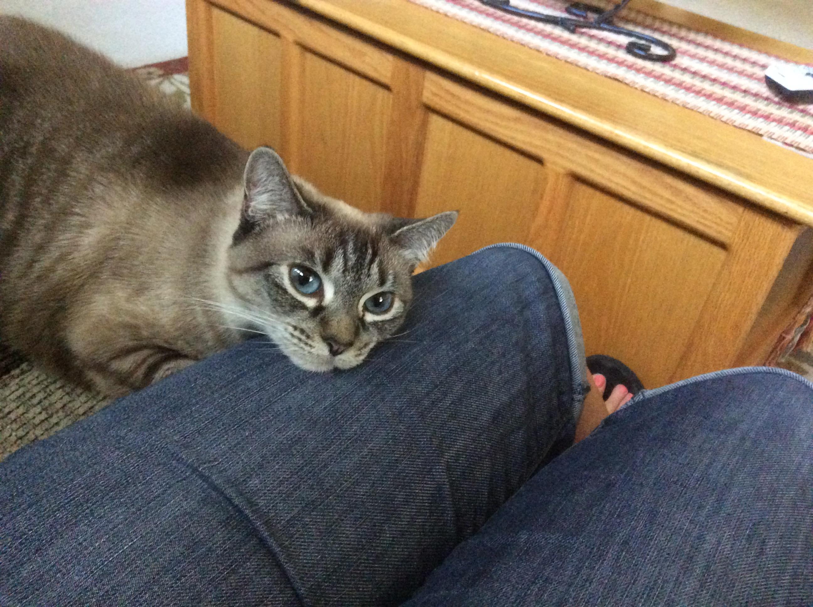 Five minutes ago she wanted to kill me! cats