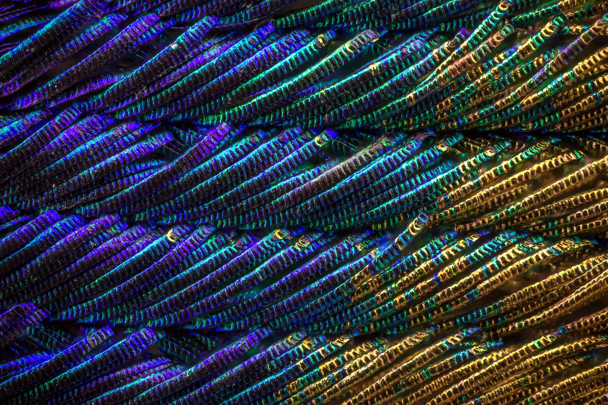 🔥 What a peacock feather looks like up close r/NatureIsFuckingLit