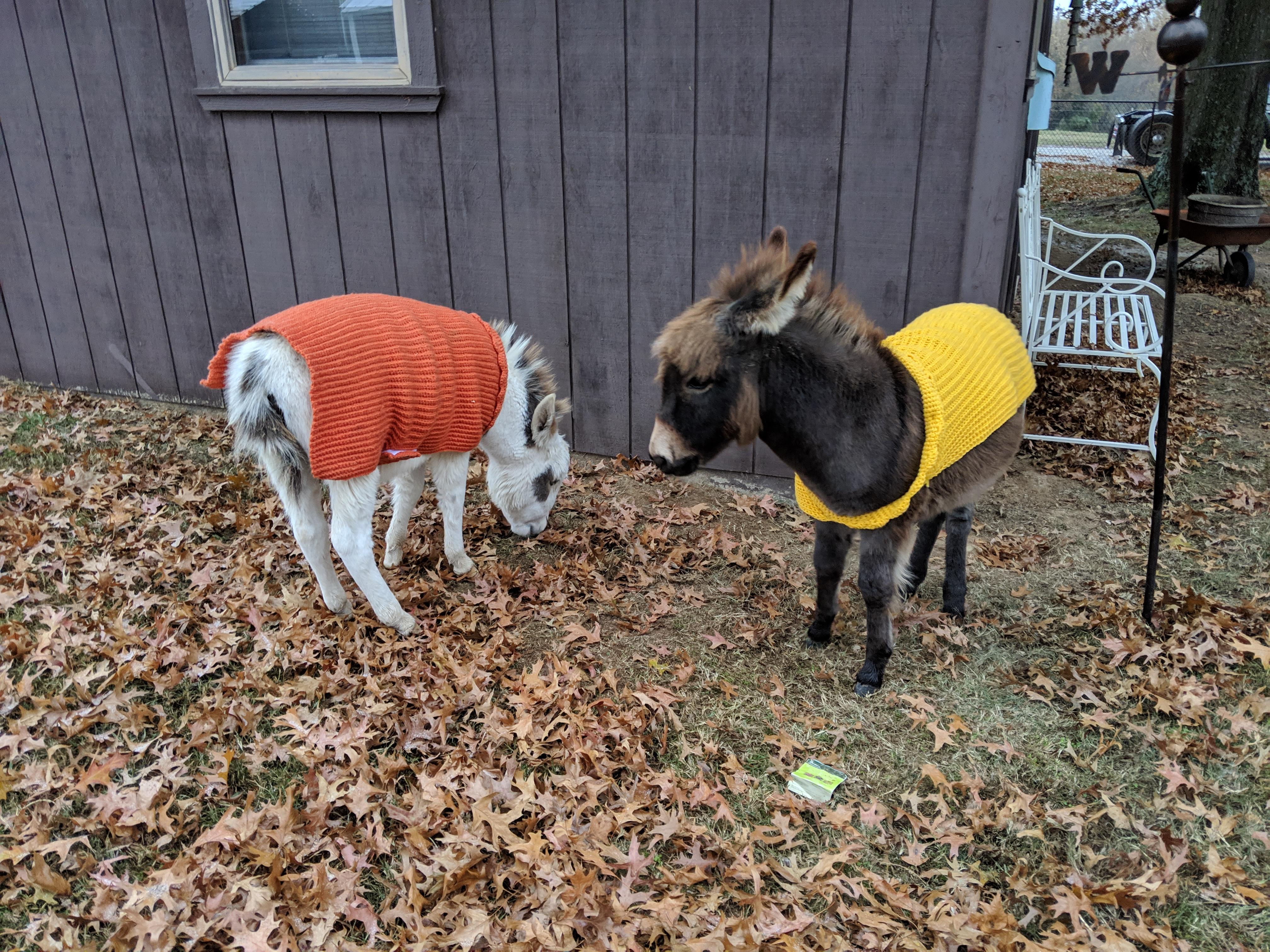 Put Some Sweaters On the Baby Mini Donkeys! r/aww