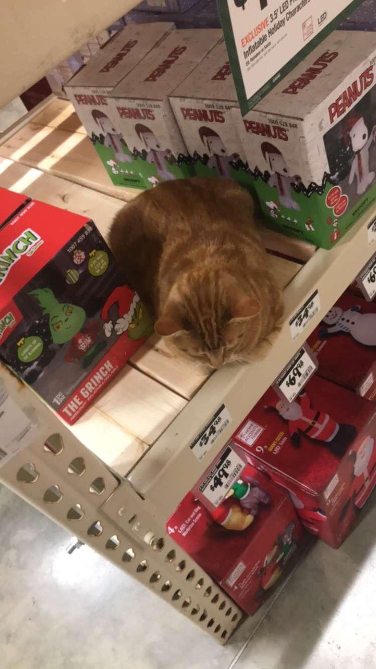 Home Depot cat “MoMo” scared me r/HomeDepot