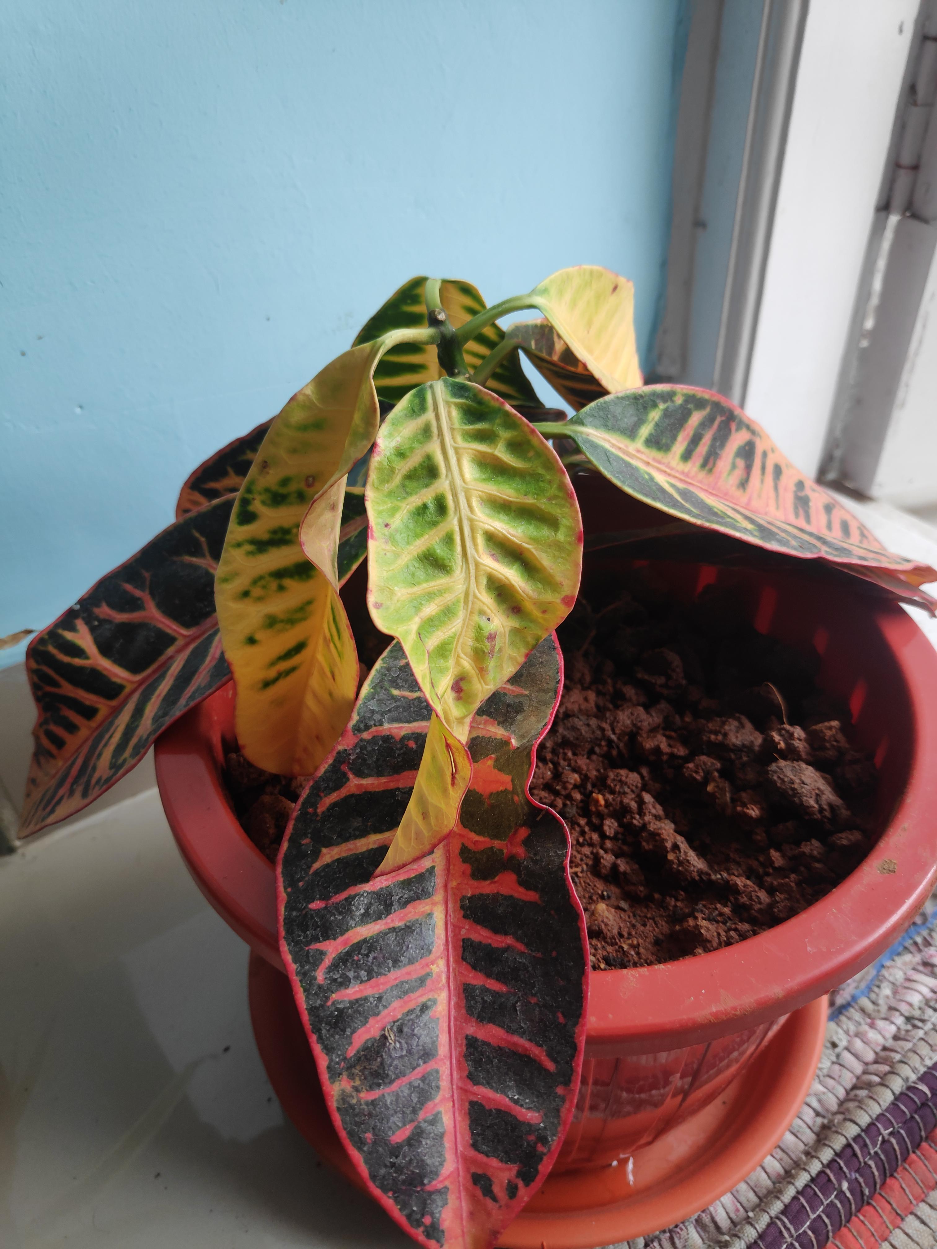 I recently bought this croton plant and it's in shock. How can I get it