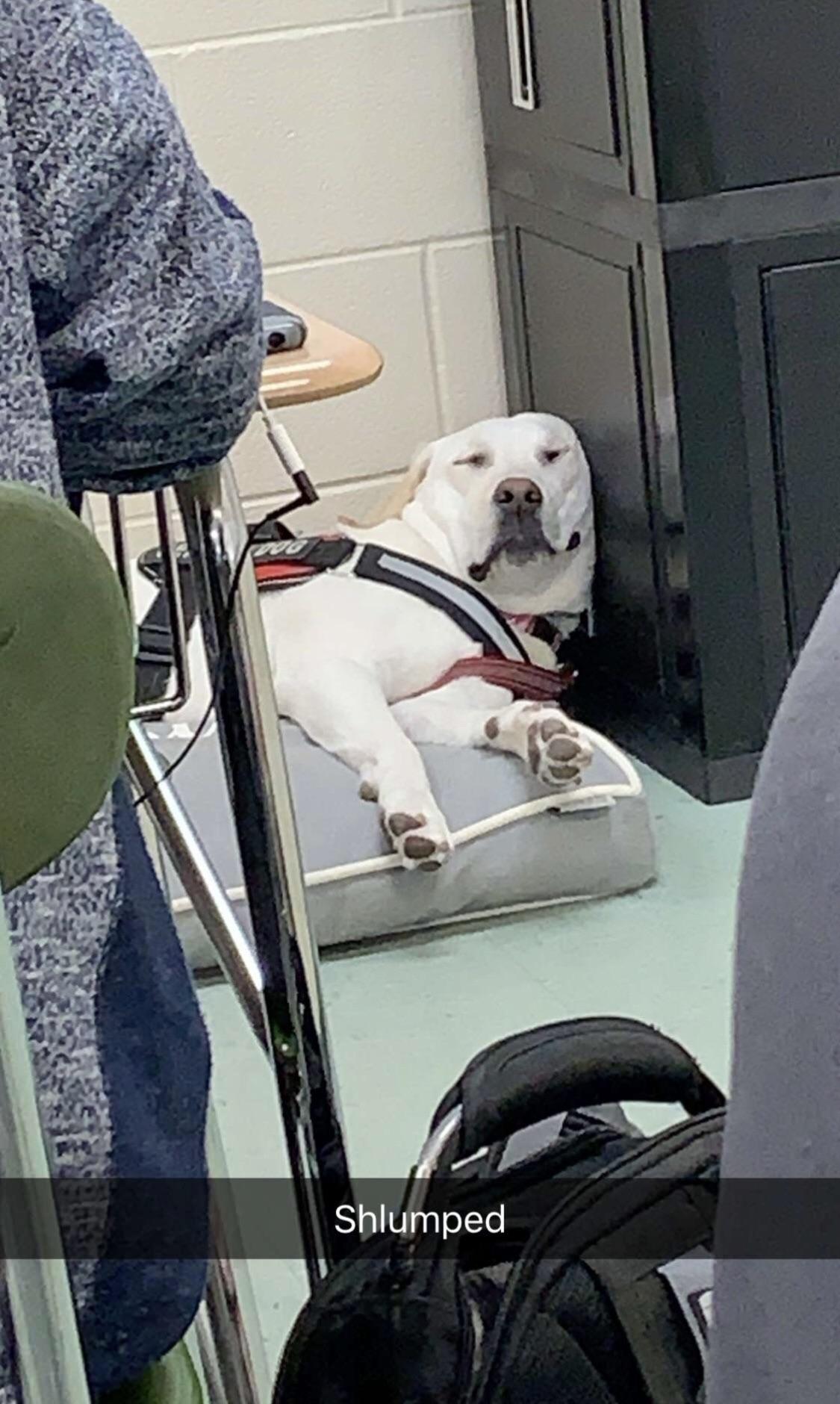 My classmate’s service dog got tuckered out r/dogswithjobs