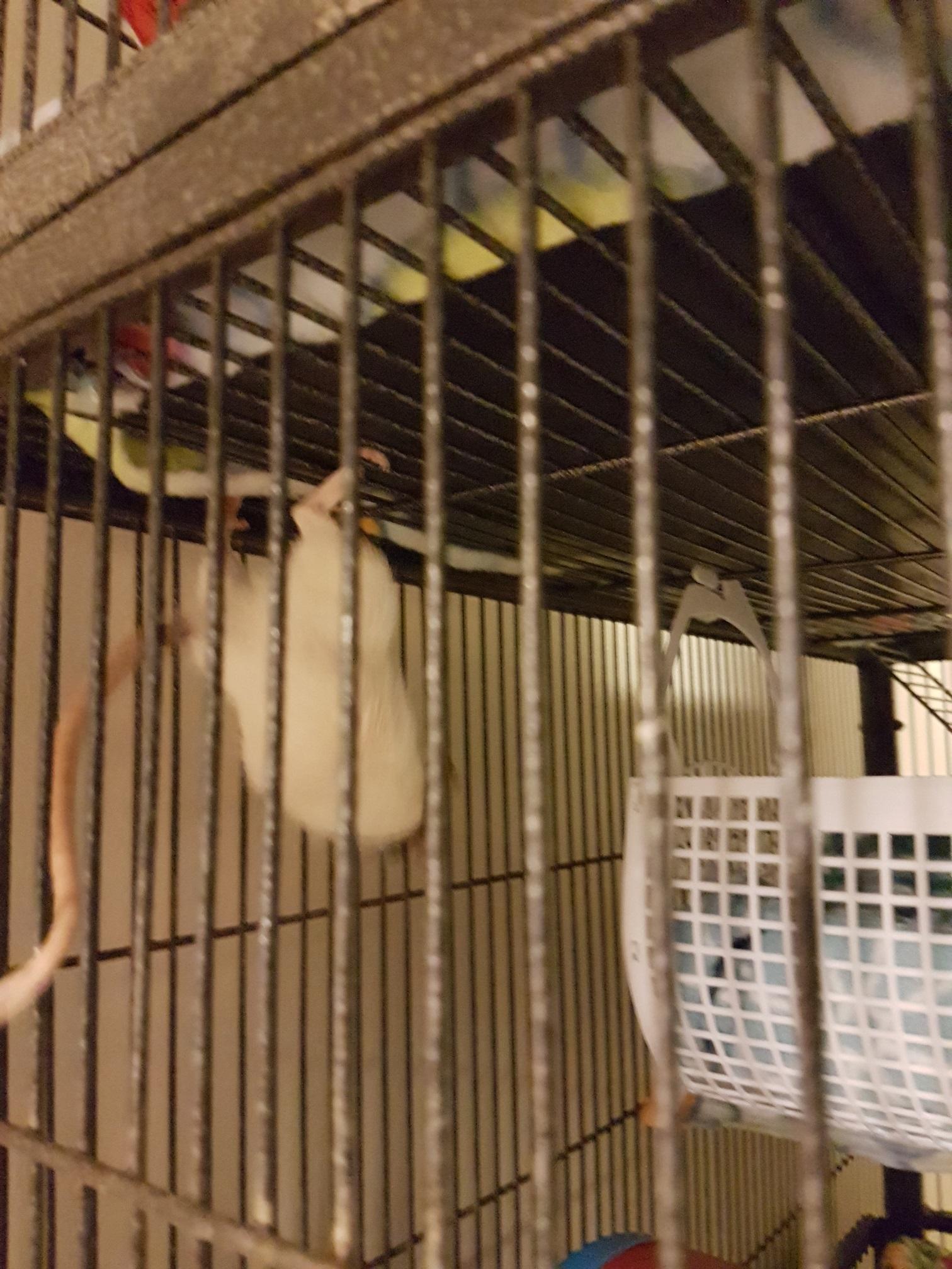 spider rat, spider rat r/RATS