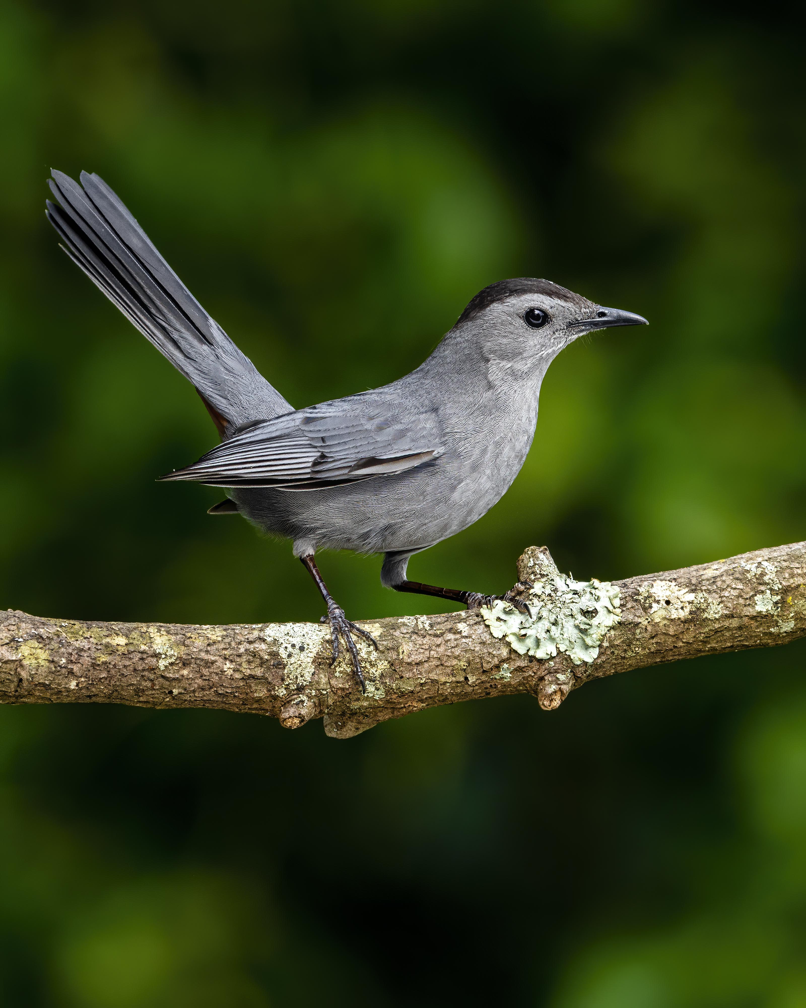 Grey catbirds are capable of such awesome silhouettes. Raleigh, NC
