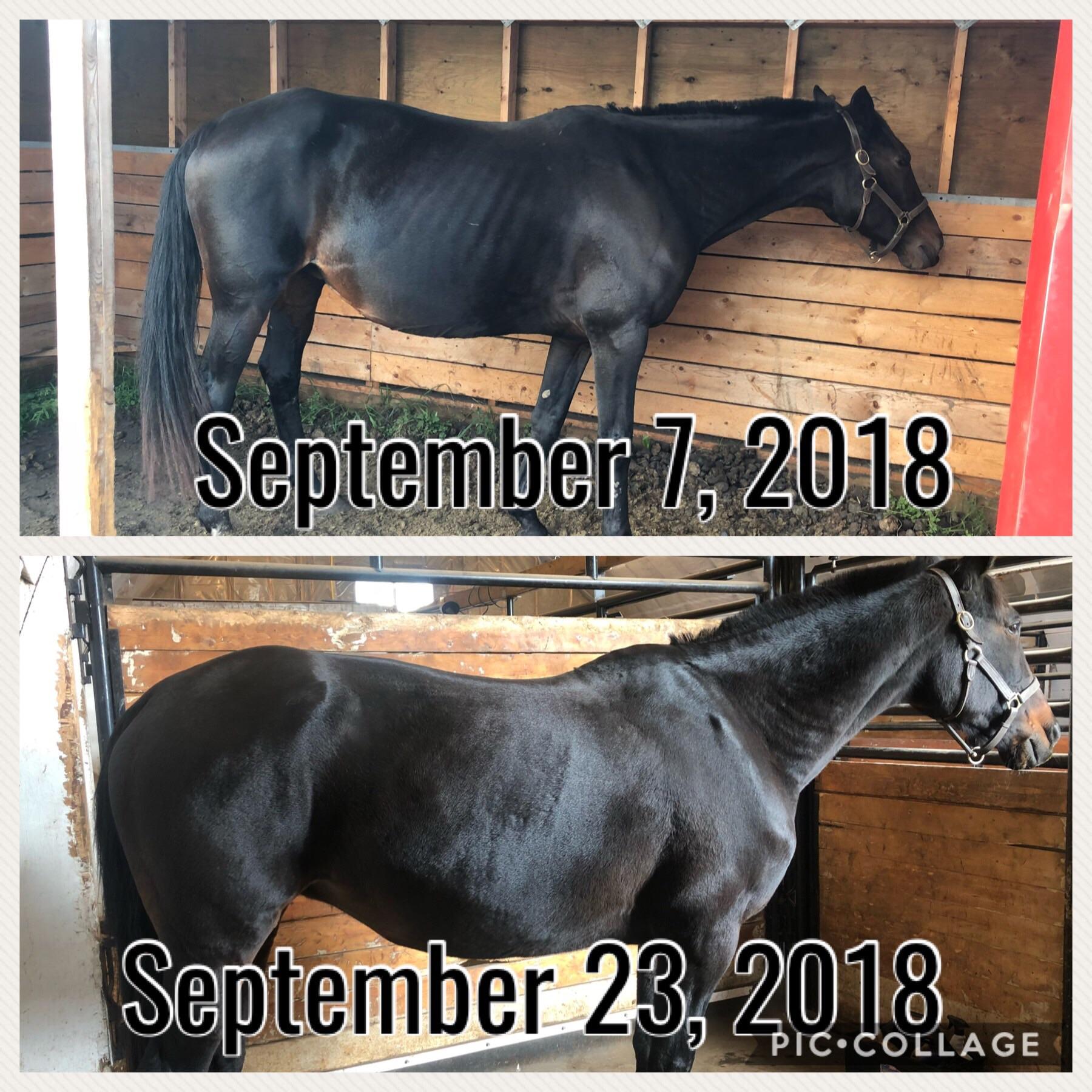 Working to put weight on my 23 year old Standardbred... pretty pleased