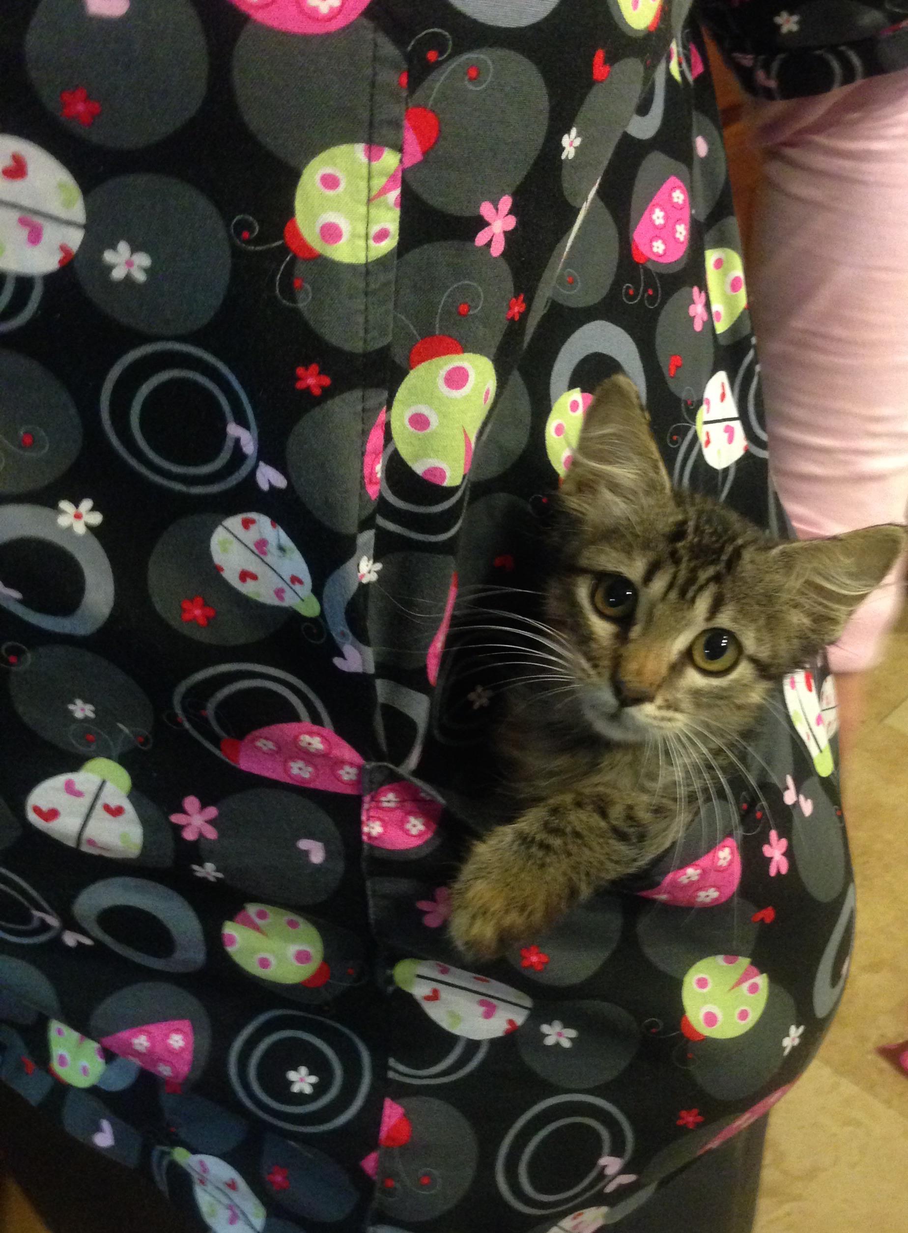 "Pocket kitty we had years ago" r/pocketpussy