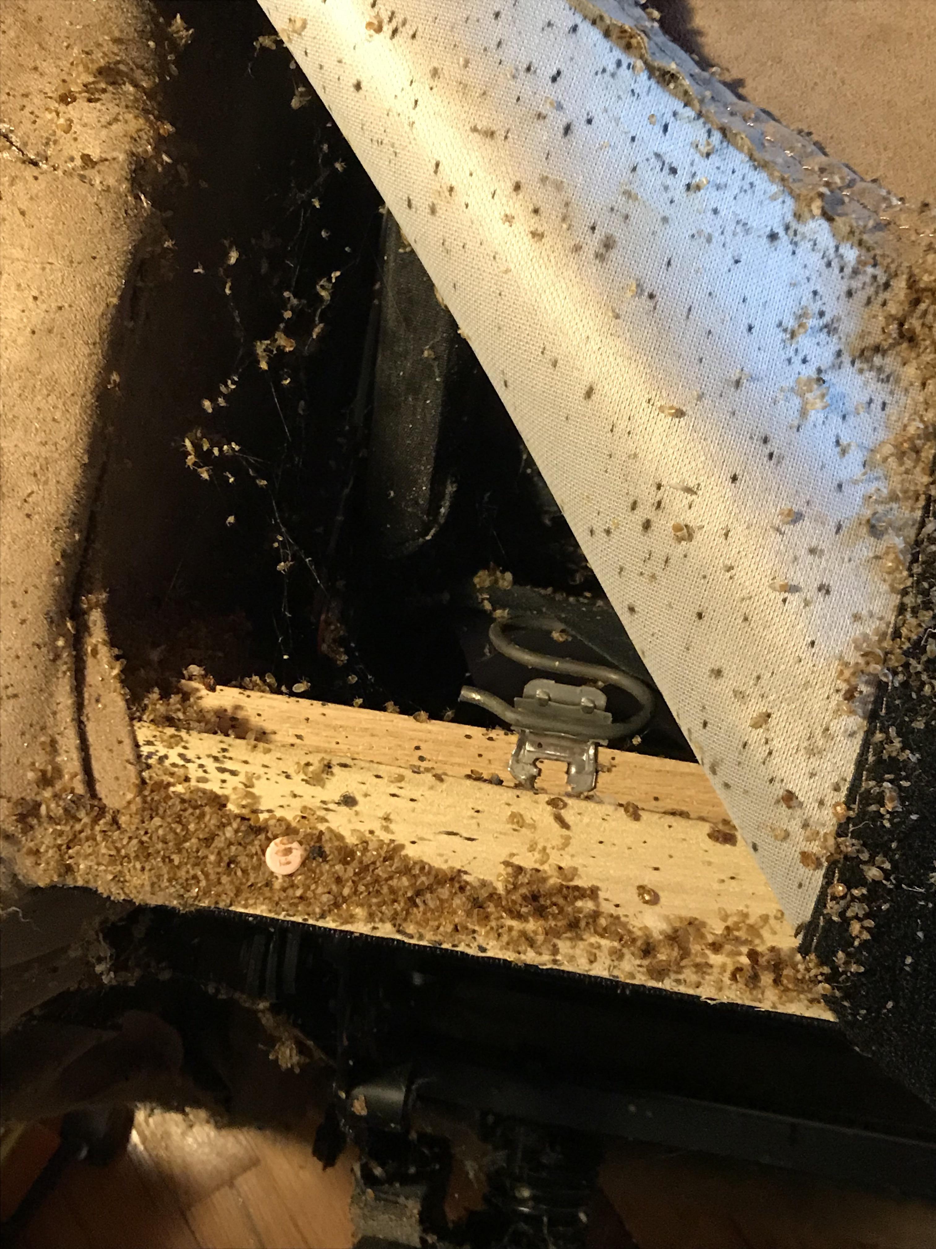 Result of a heat treatment to a major bed bug infestation. r/WTF