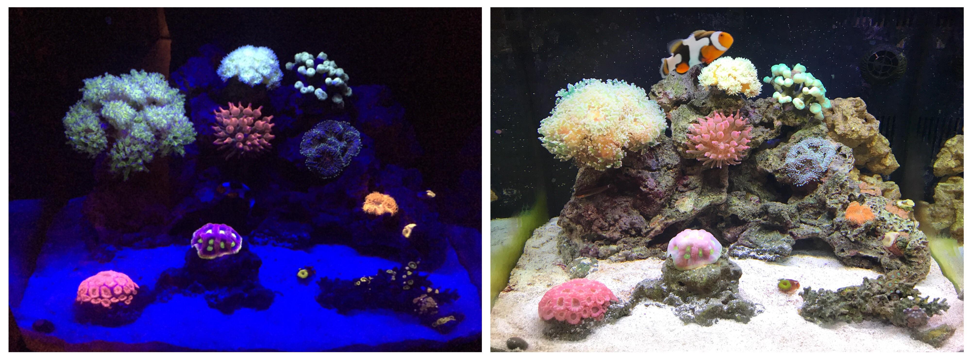As requested, my 29 gal reef with and without moonlight LEDs and orange