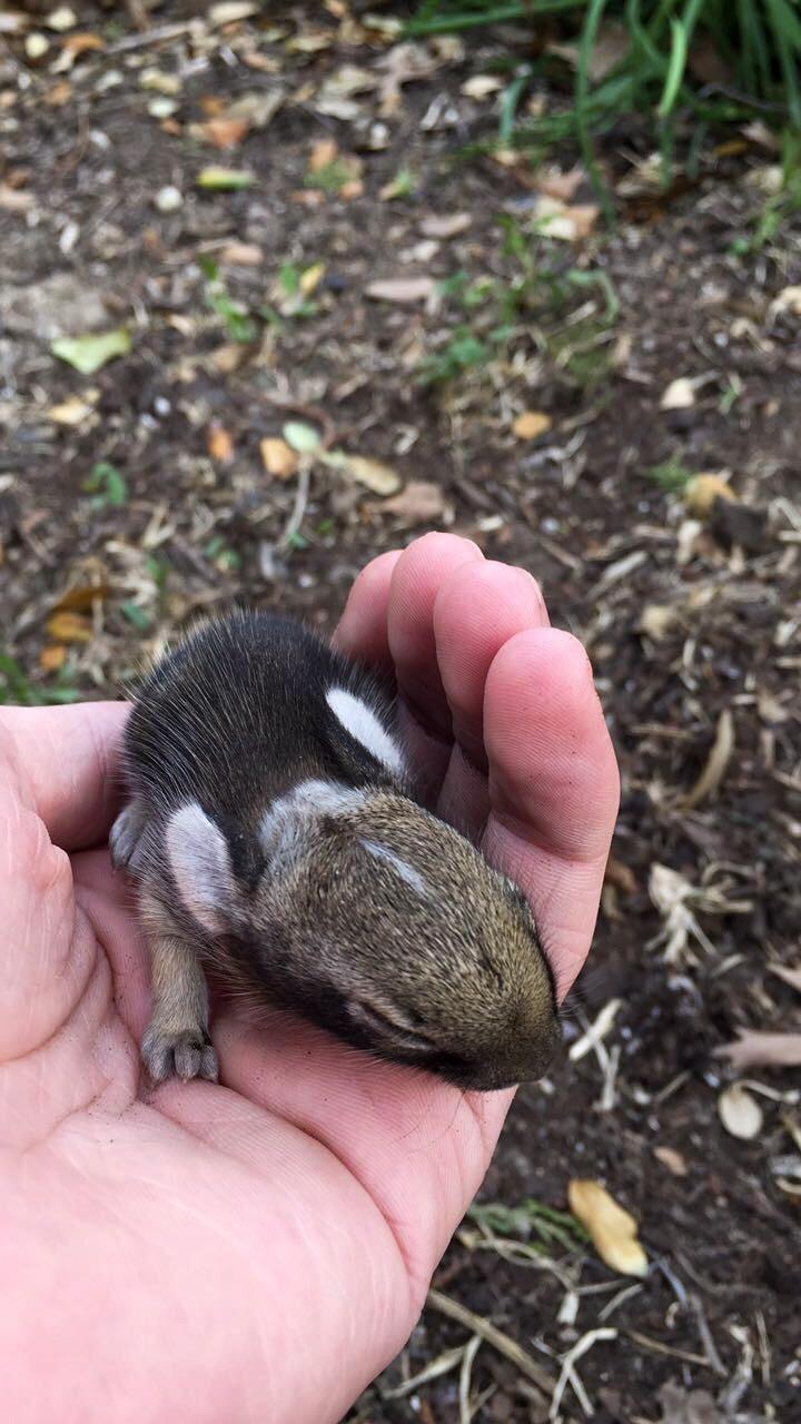 Baby bunny found in backyard r/aww