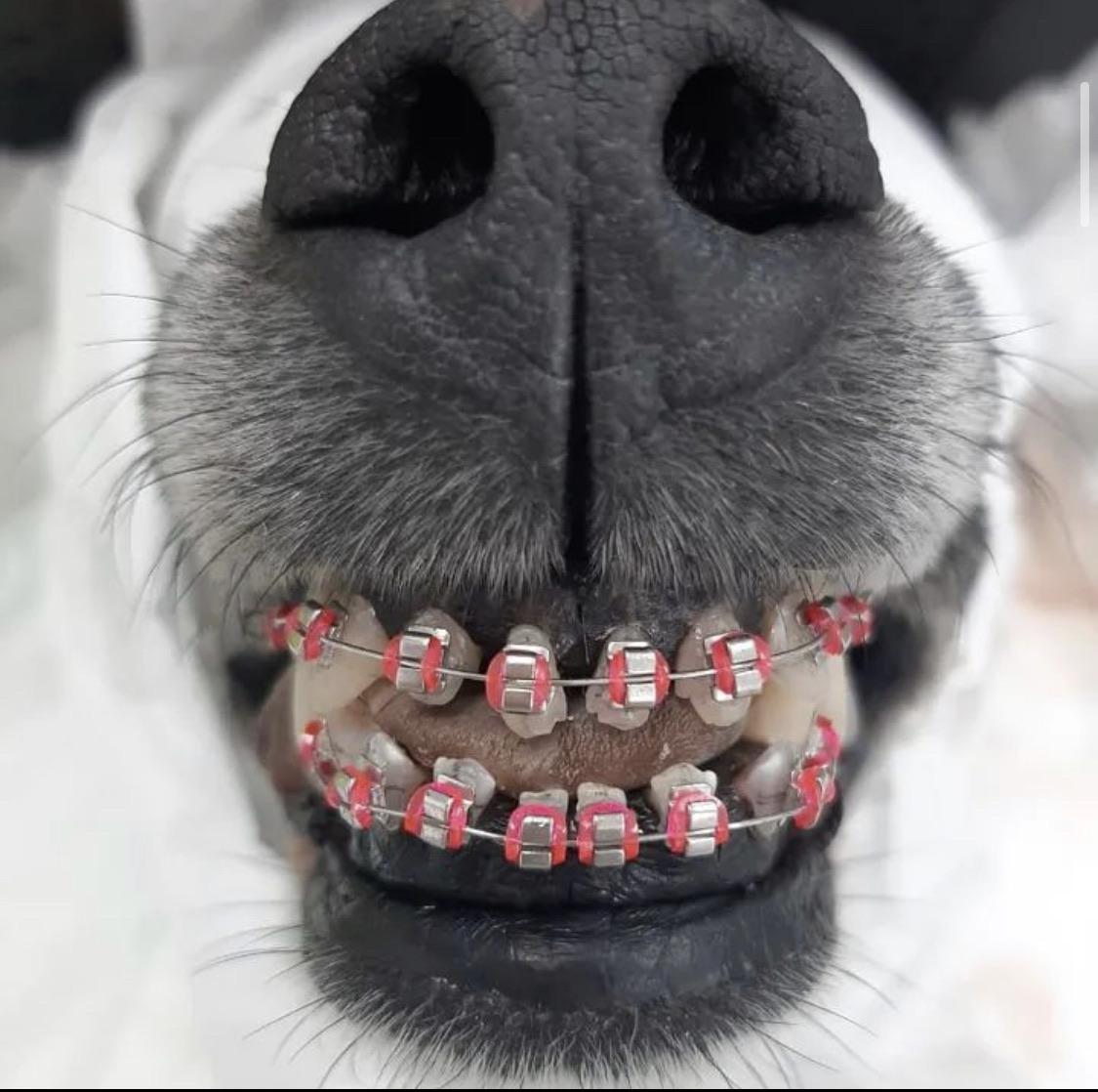 Orthodontics for dogs who had trauma to their mouth r/awfuleverything