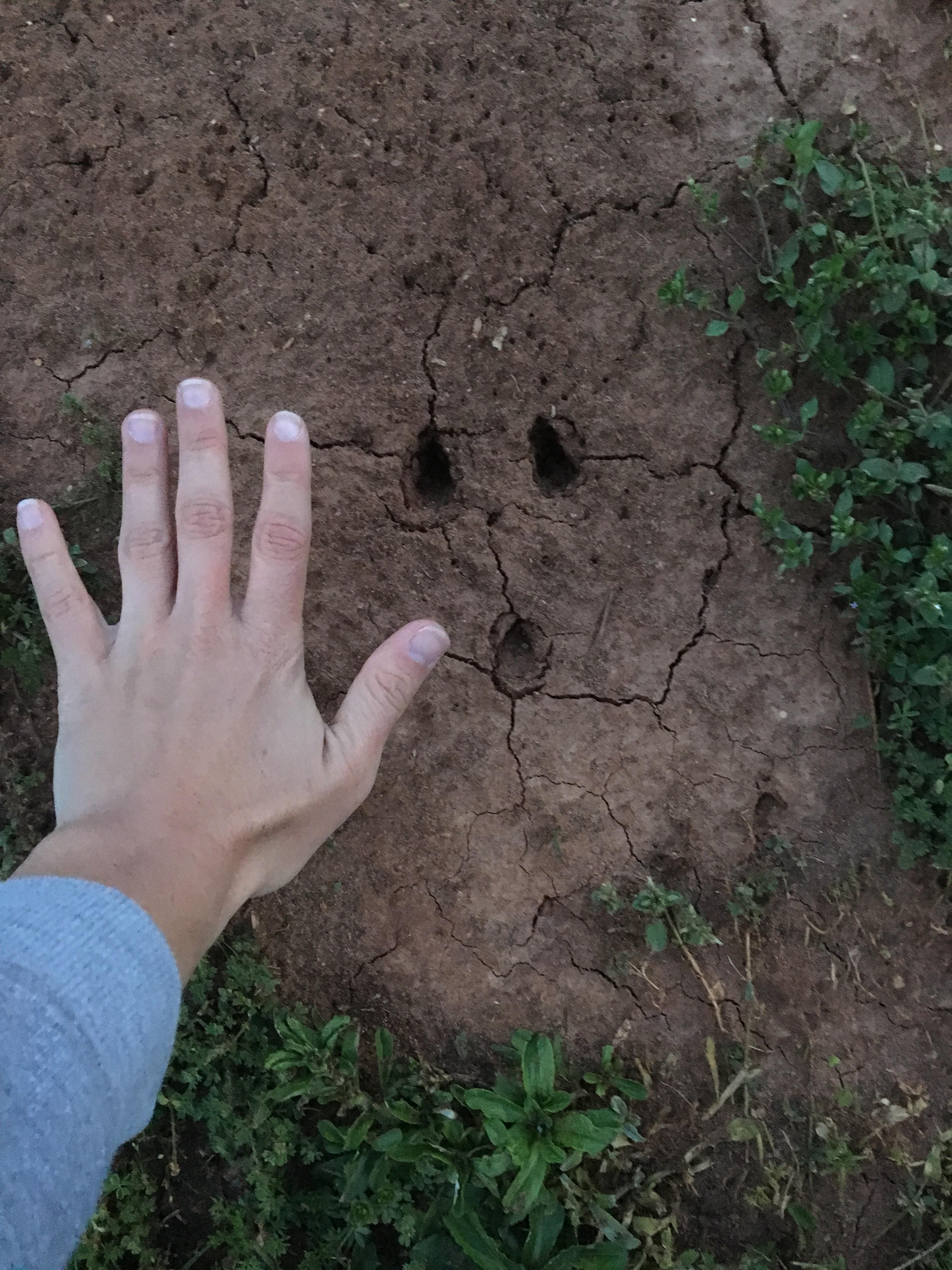 Found in my front yard in NW Is this just a strange deer track