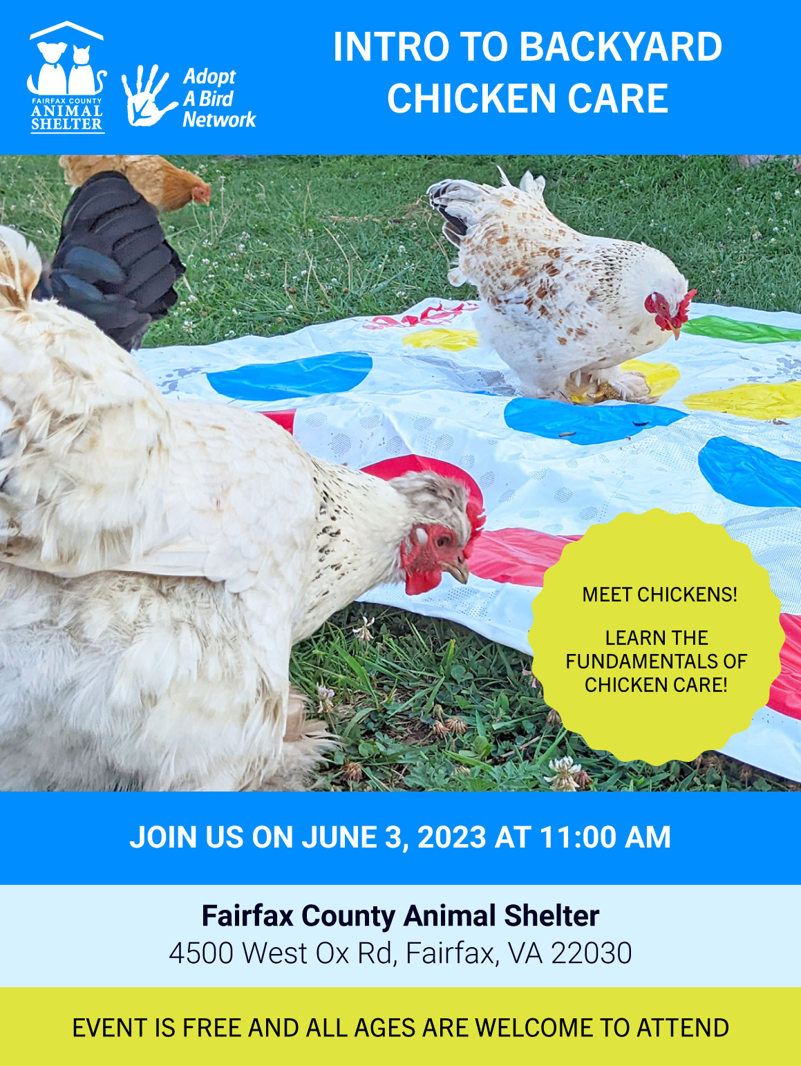 Chicken at Fairfax County Animal Shelter r/fairfaxcounty