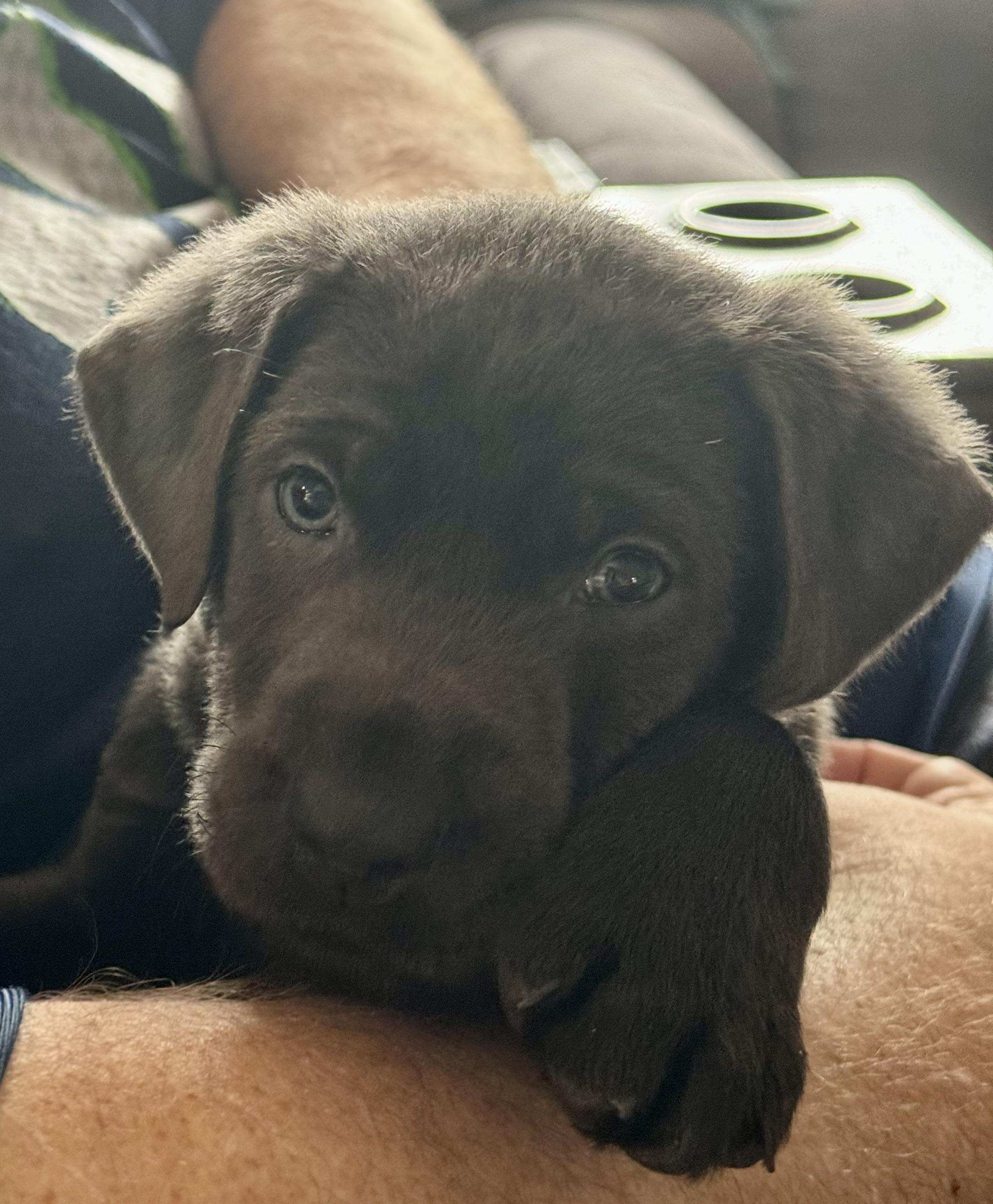 Food for new puppy r/labrador