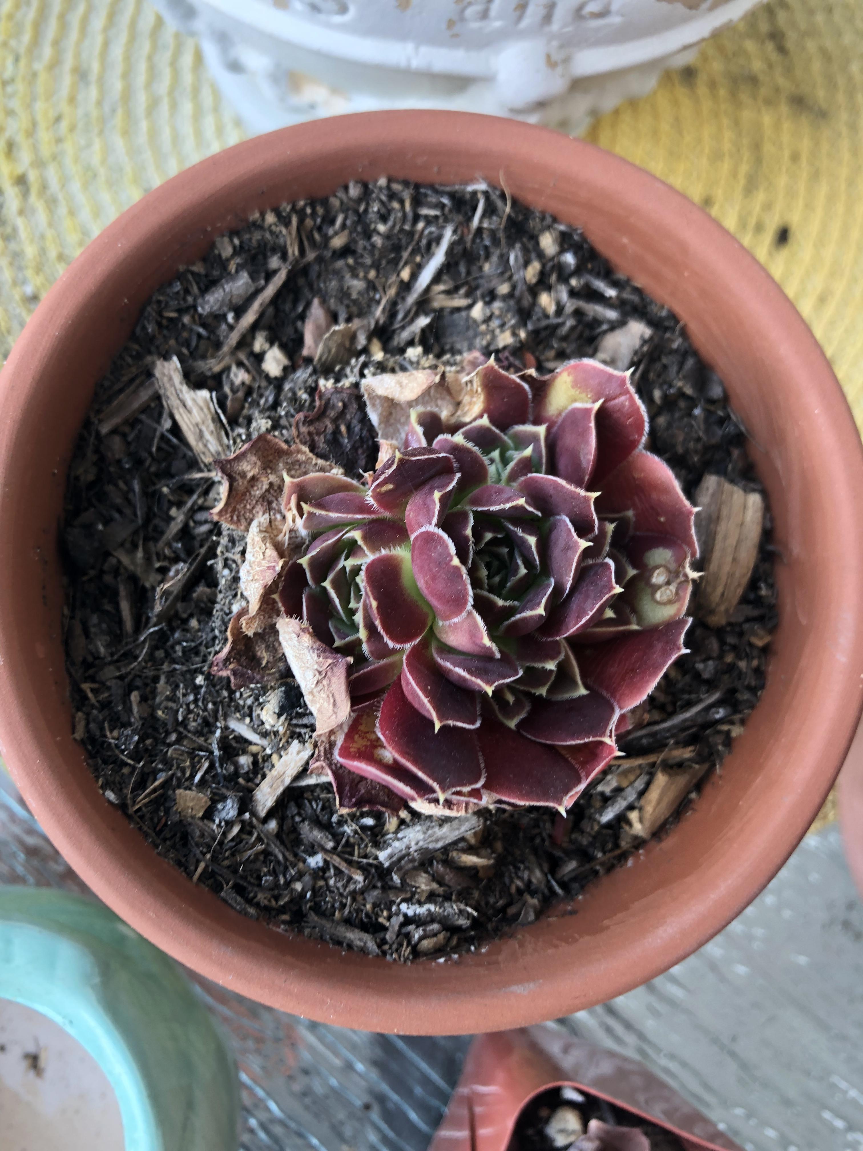 Does this indicate too much sun? r/succulents