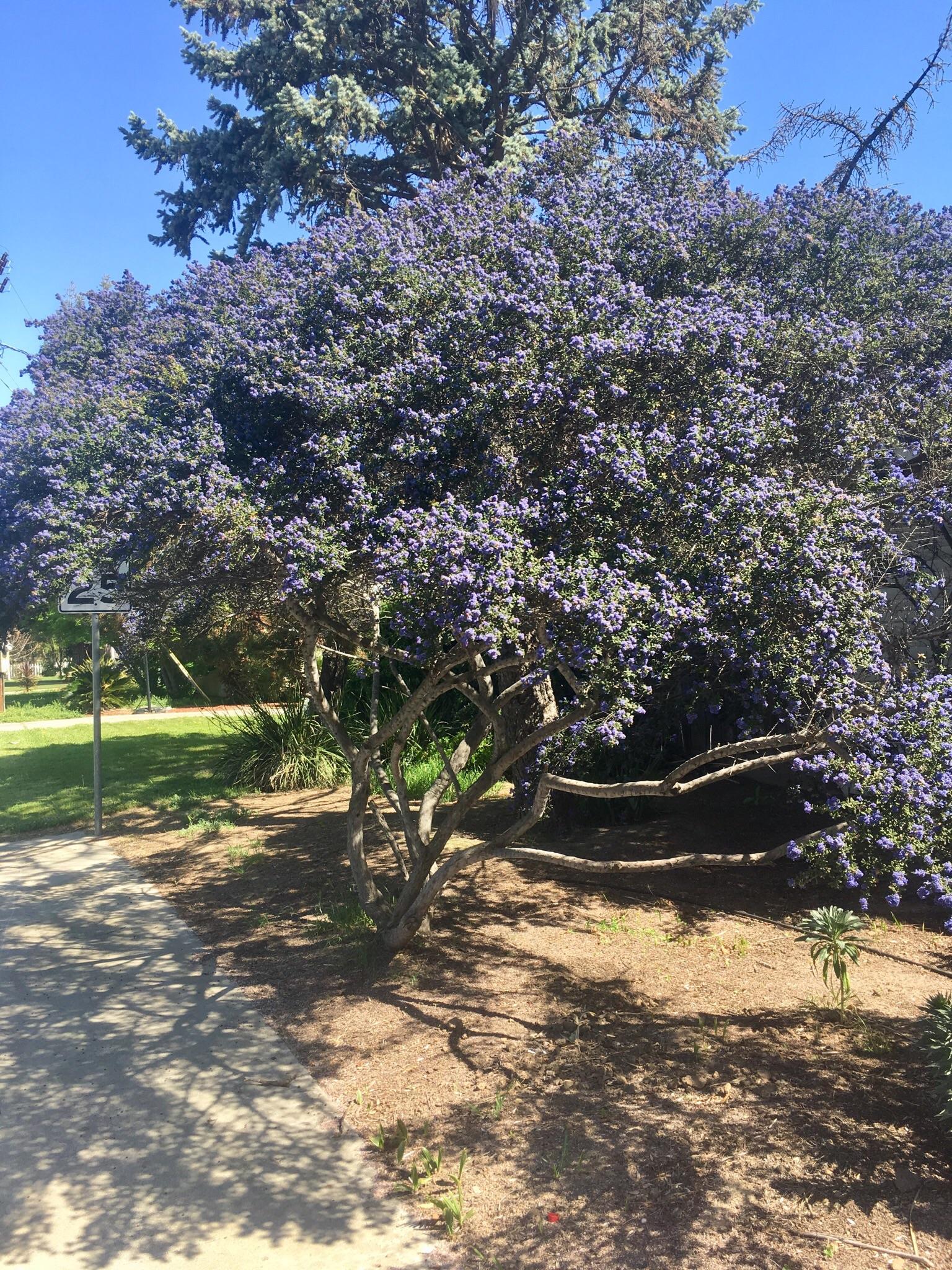 What is this? California zone 9a r/whatsthisplant