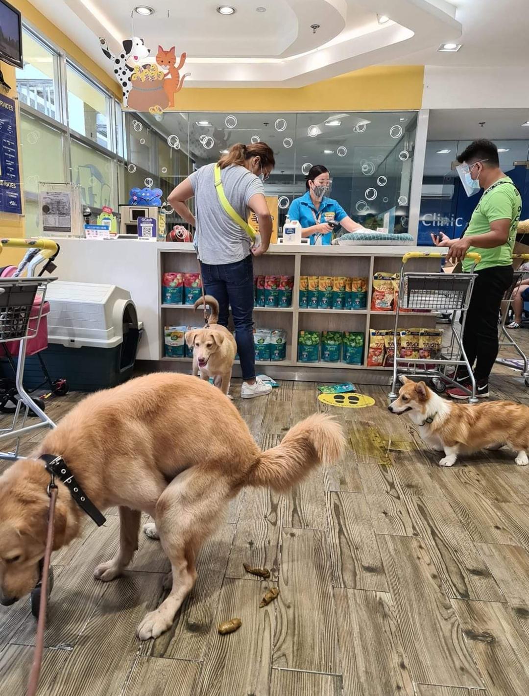 2136 best Pet Shop images on Pholder Item Shop, Aww and The Simpsons