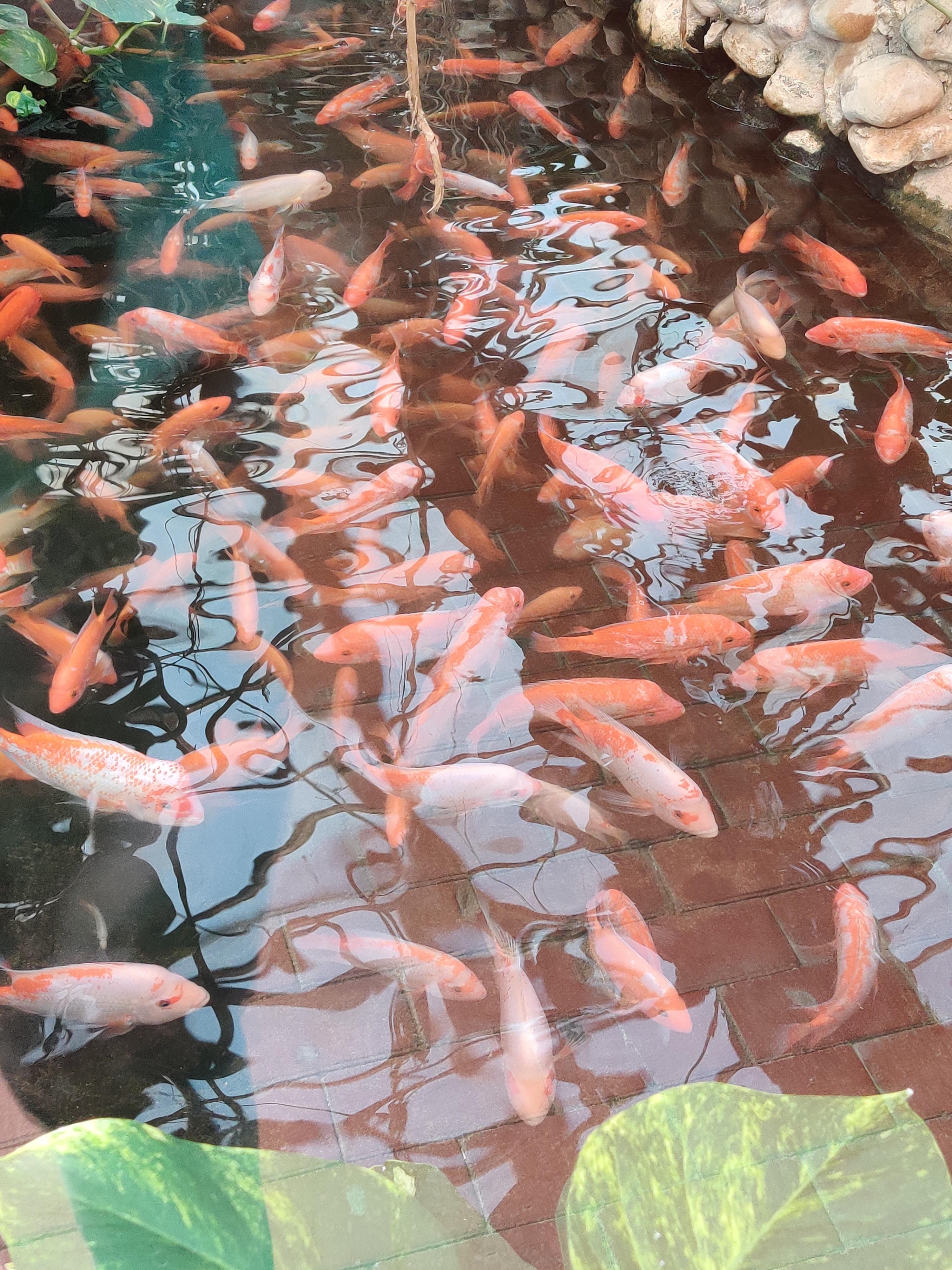 Flowerhorn pond, saw some other cool stuff in there too, theres an