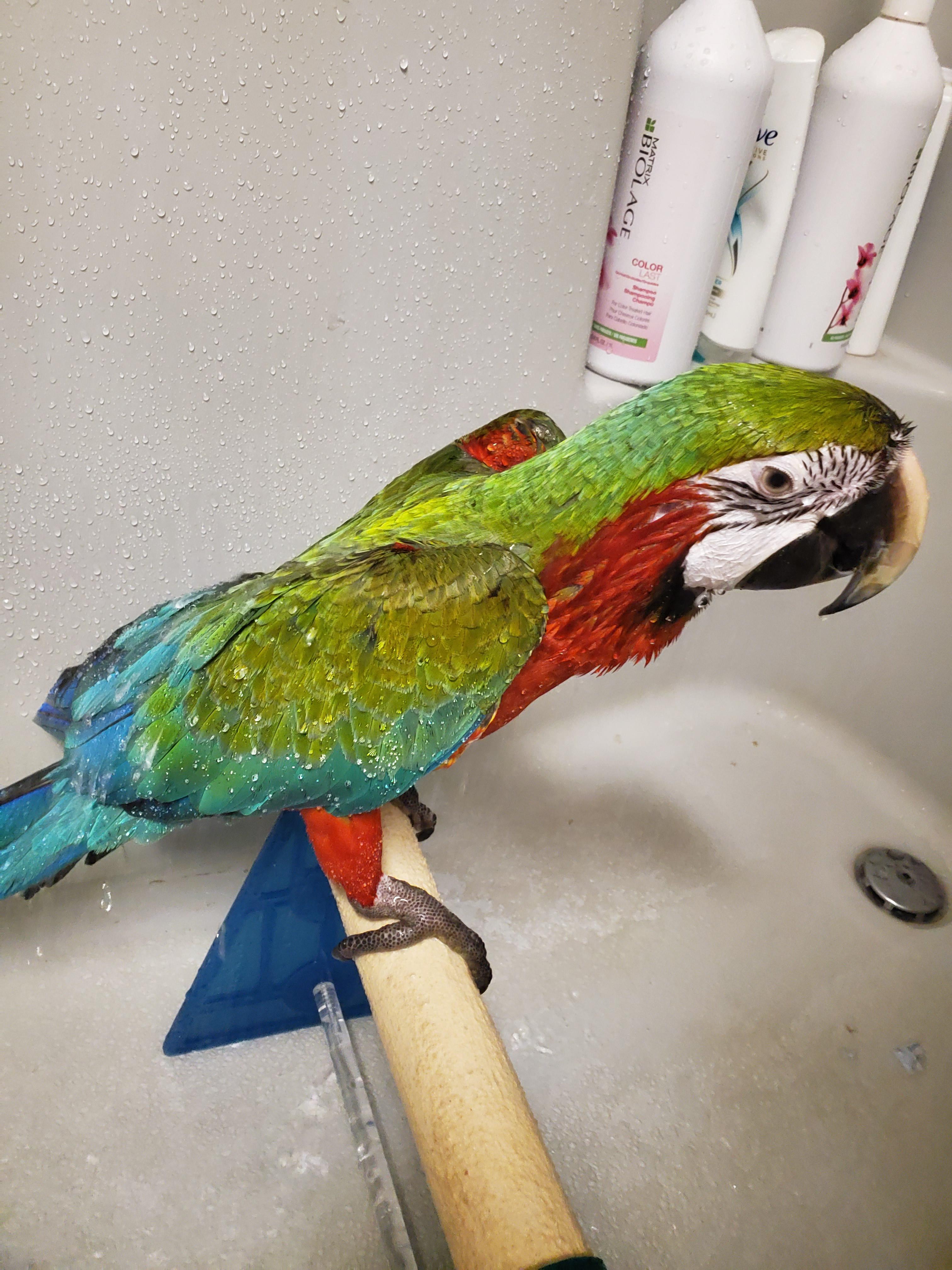 Macaw shower brings angry scowls. r/parrots