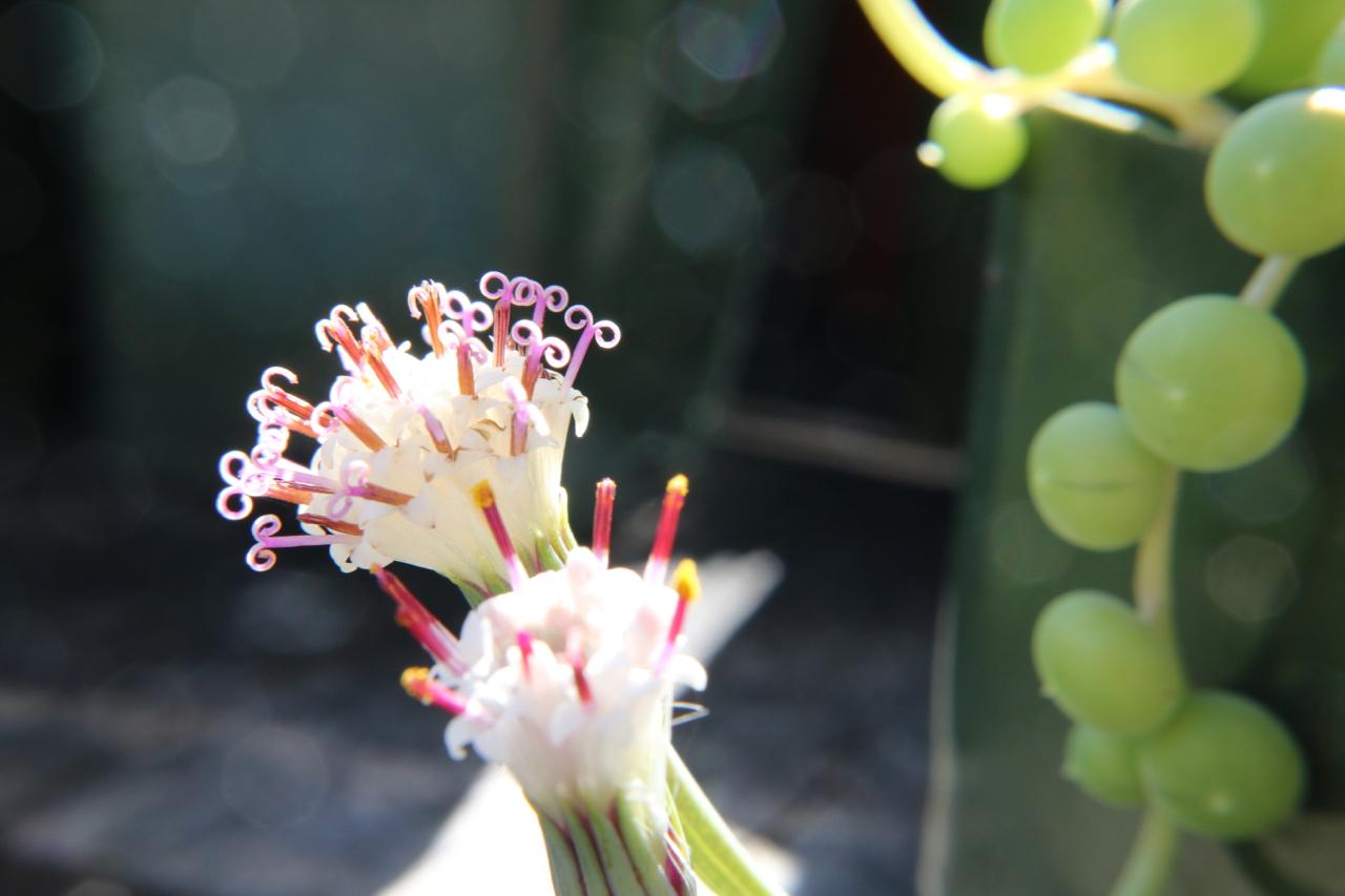 Macro of string of pearls' flowers, those little curls are adorable
