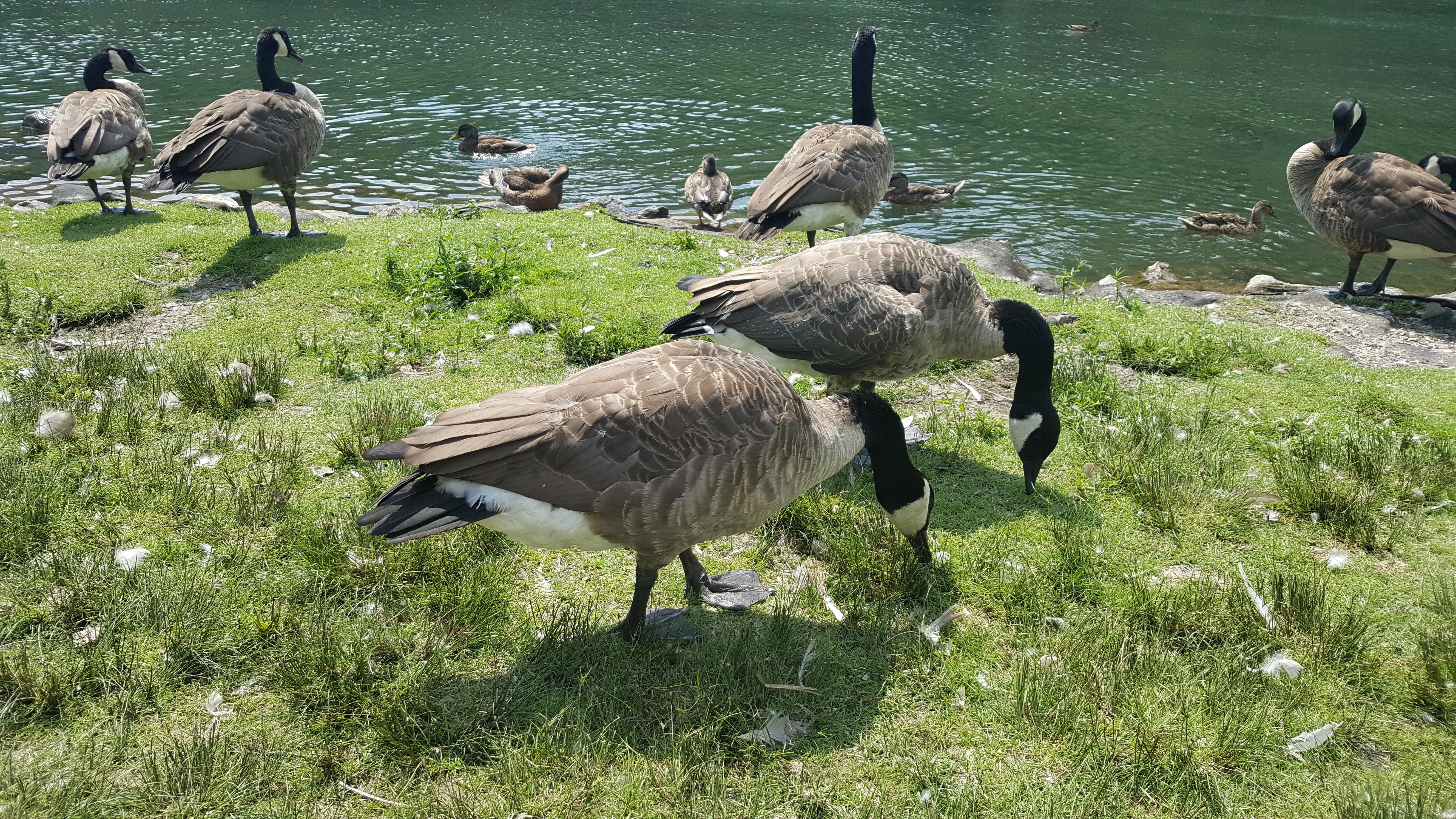 I met this group of surprisingly friendly Canada Geese (Branta canadensis)! [OC/OS] [5312 x 2988