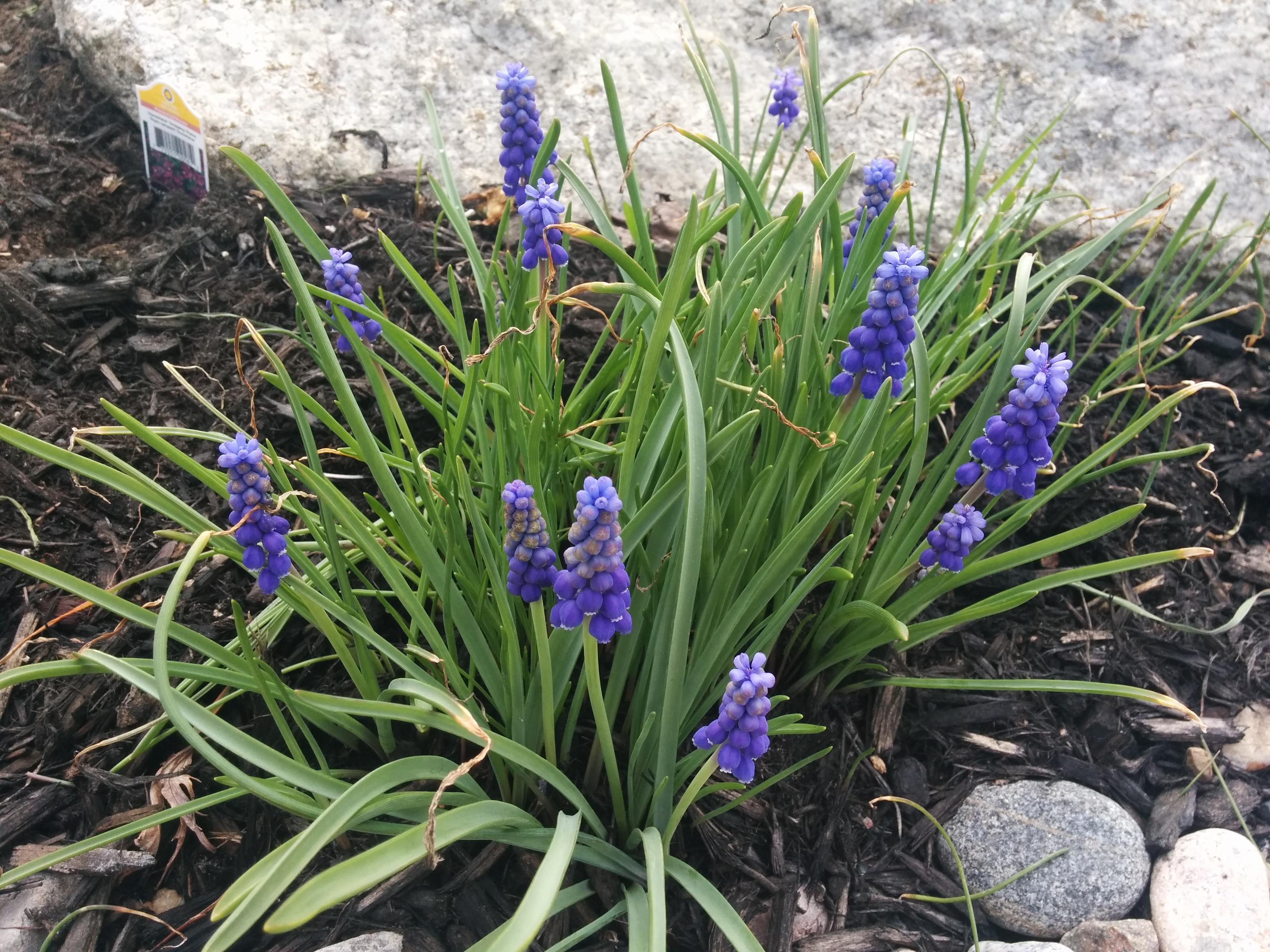Ontario, zone 4. Dug some up, seems to be growing from tiny bulbs. r