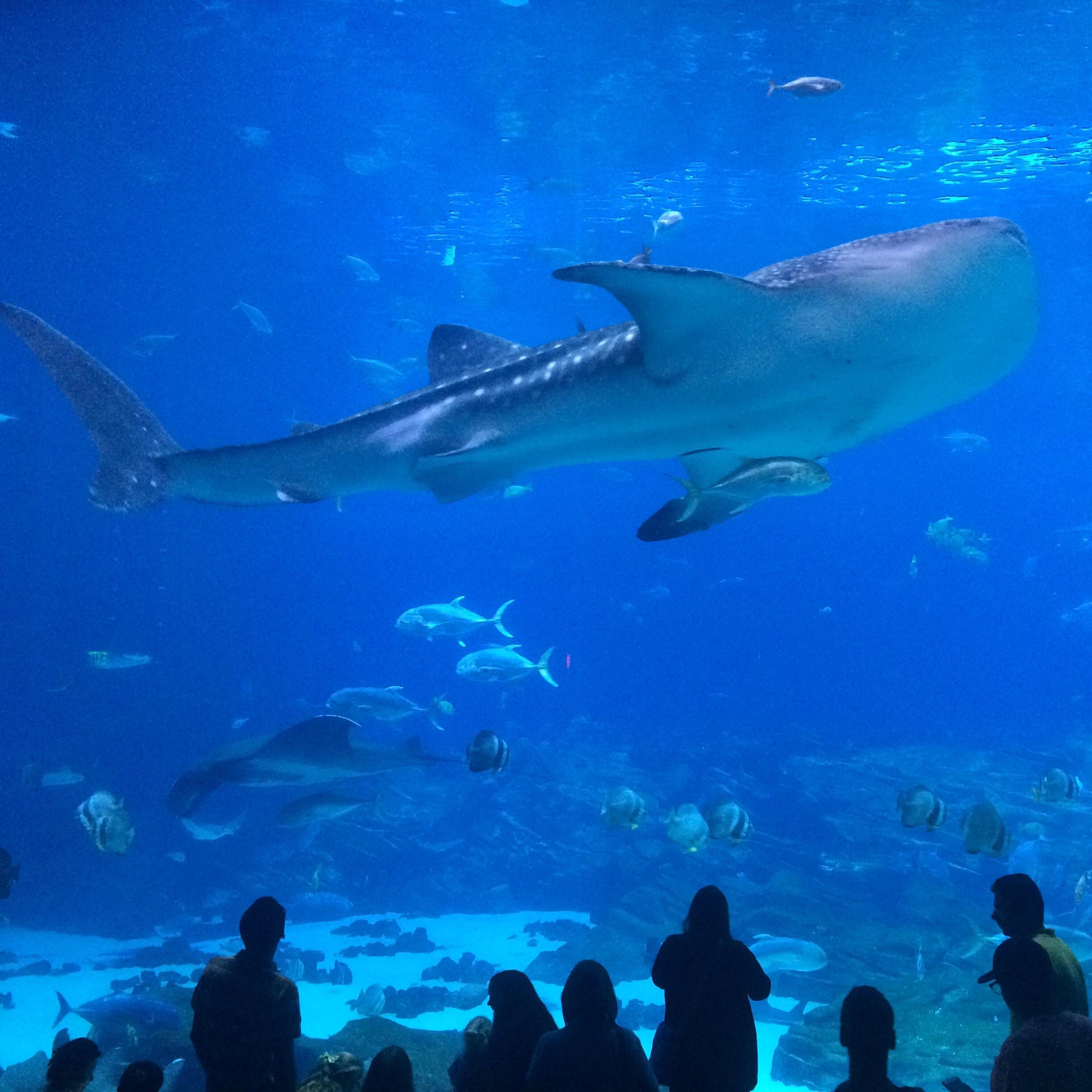 Top 95+ Pictures Pictures Of Atlanta Aquarium Completed