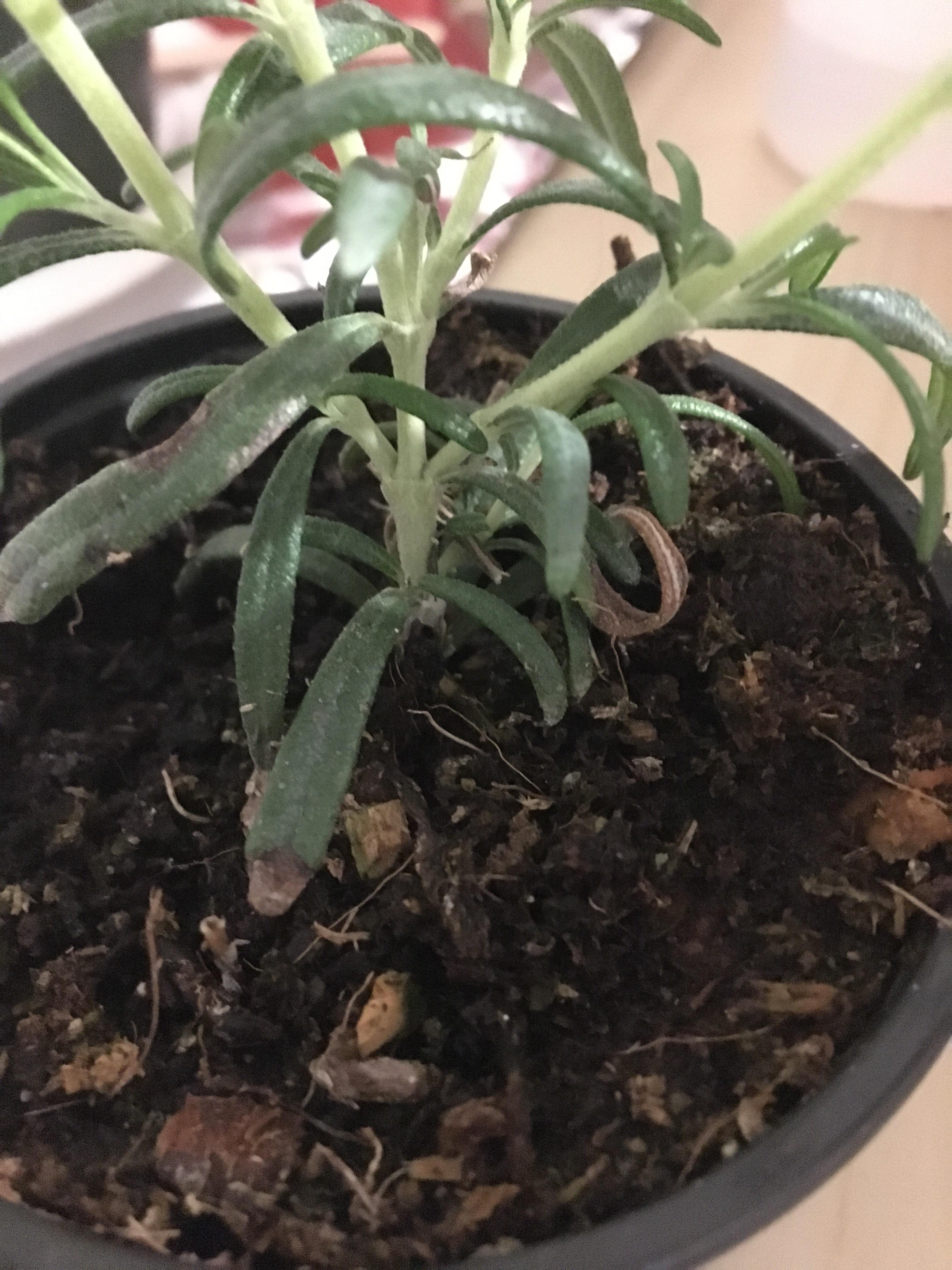 Brown curling Rosemary leaves. What should I do? Please help. r