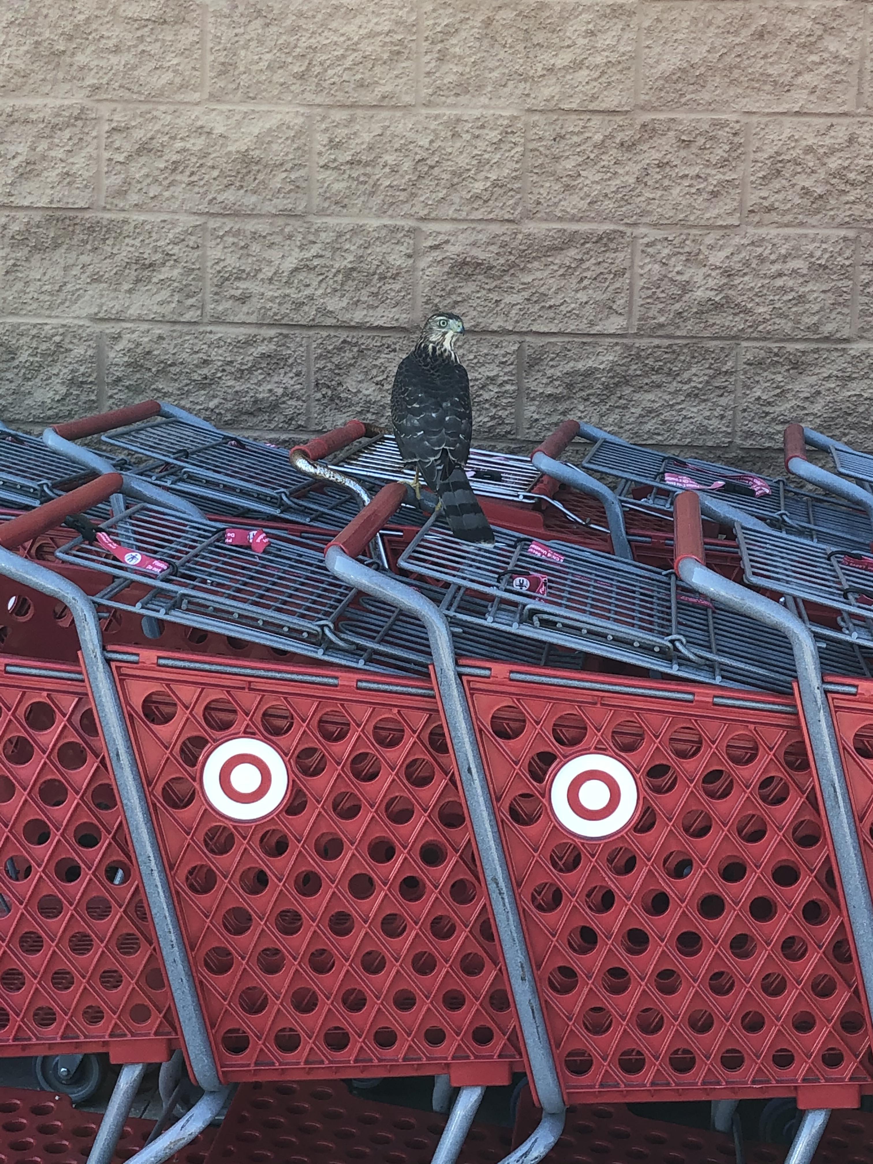 I don’t know who hired the new cart attendant but he’s not the best