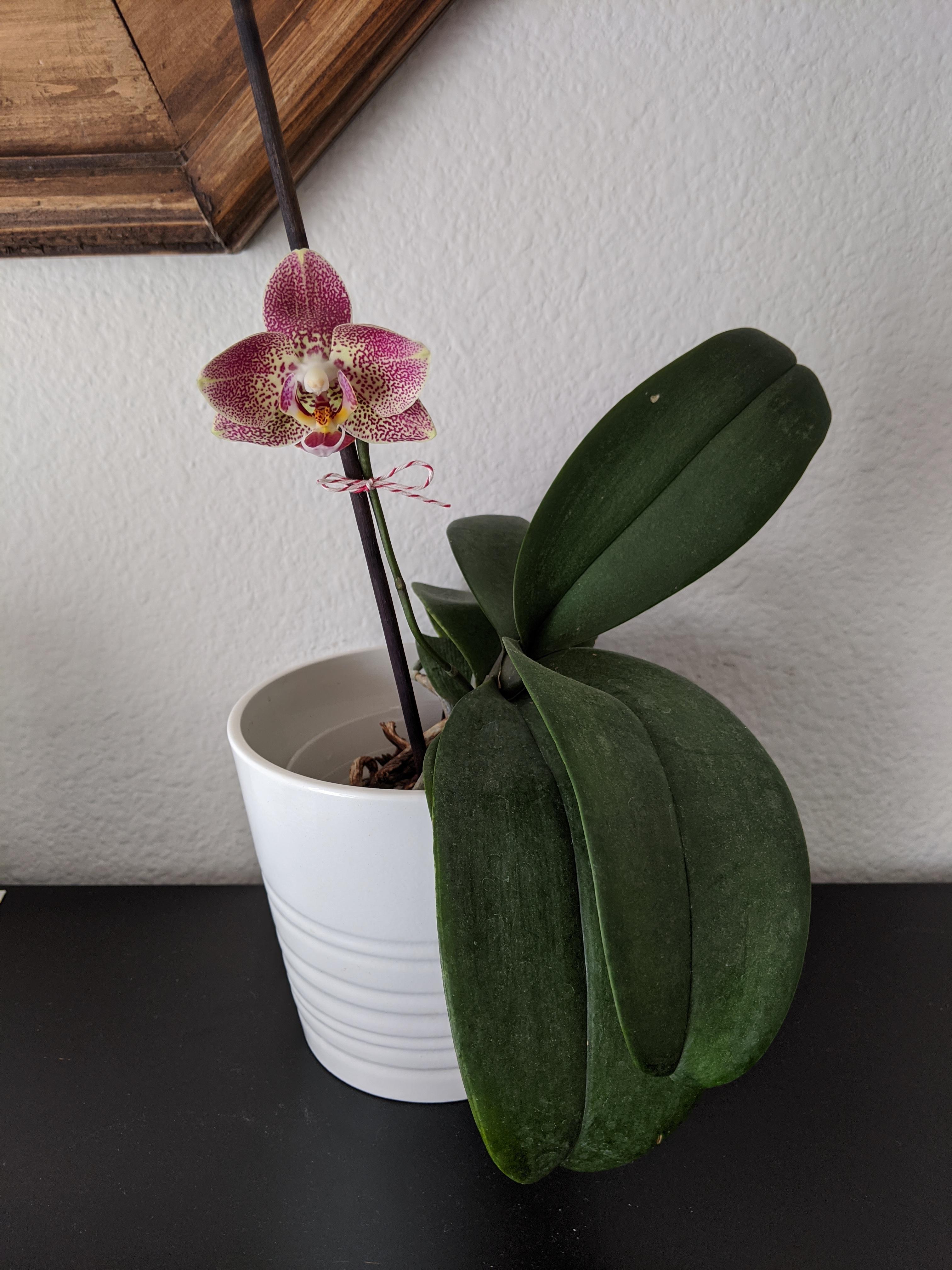 My orchid finally decided to flower again. Just one flower. At least