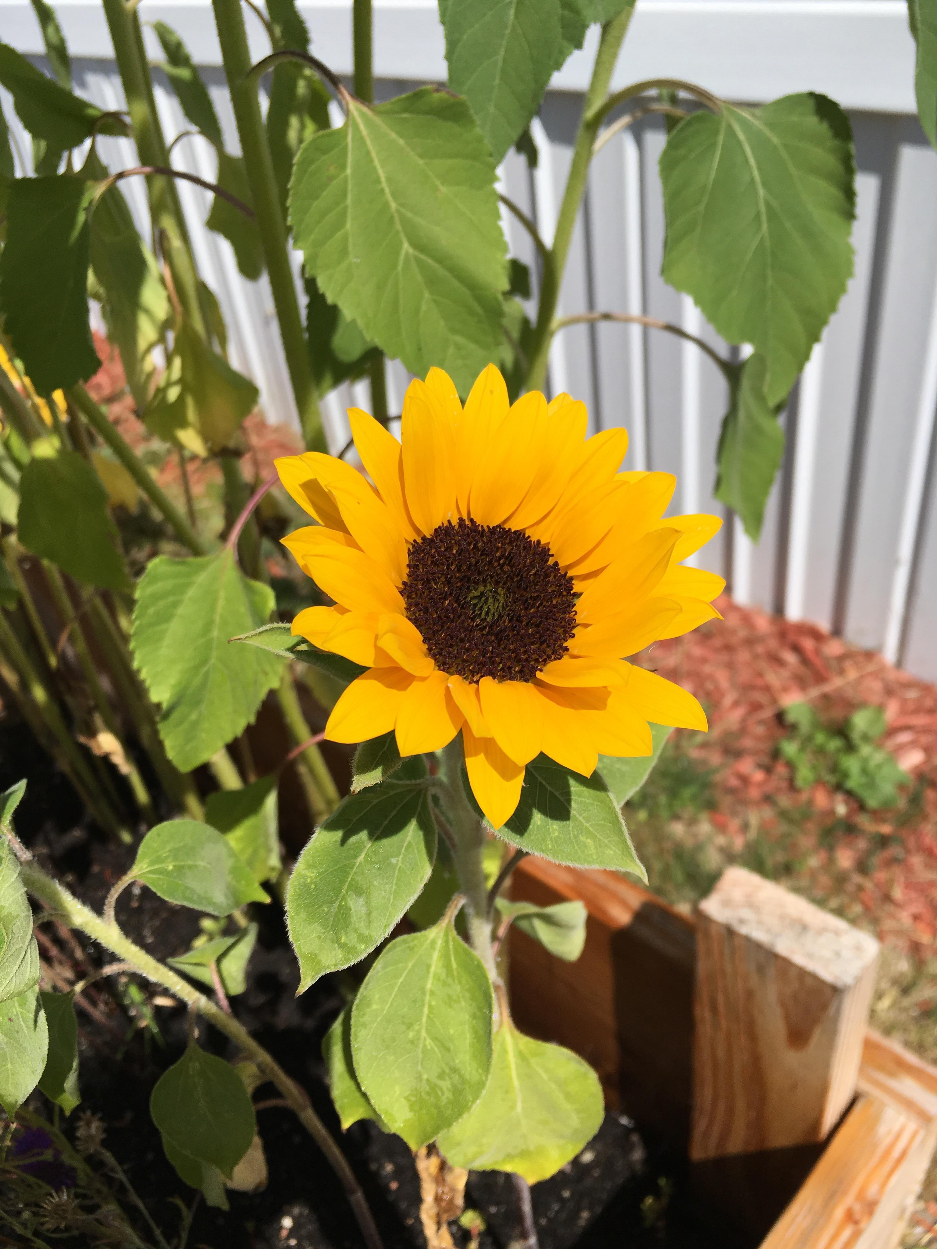 My husband and I moved into our home in December and I was so excited