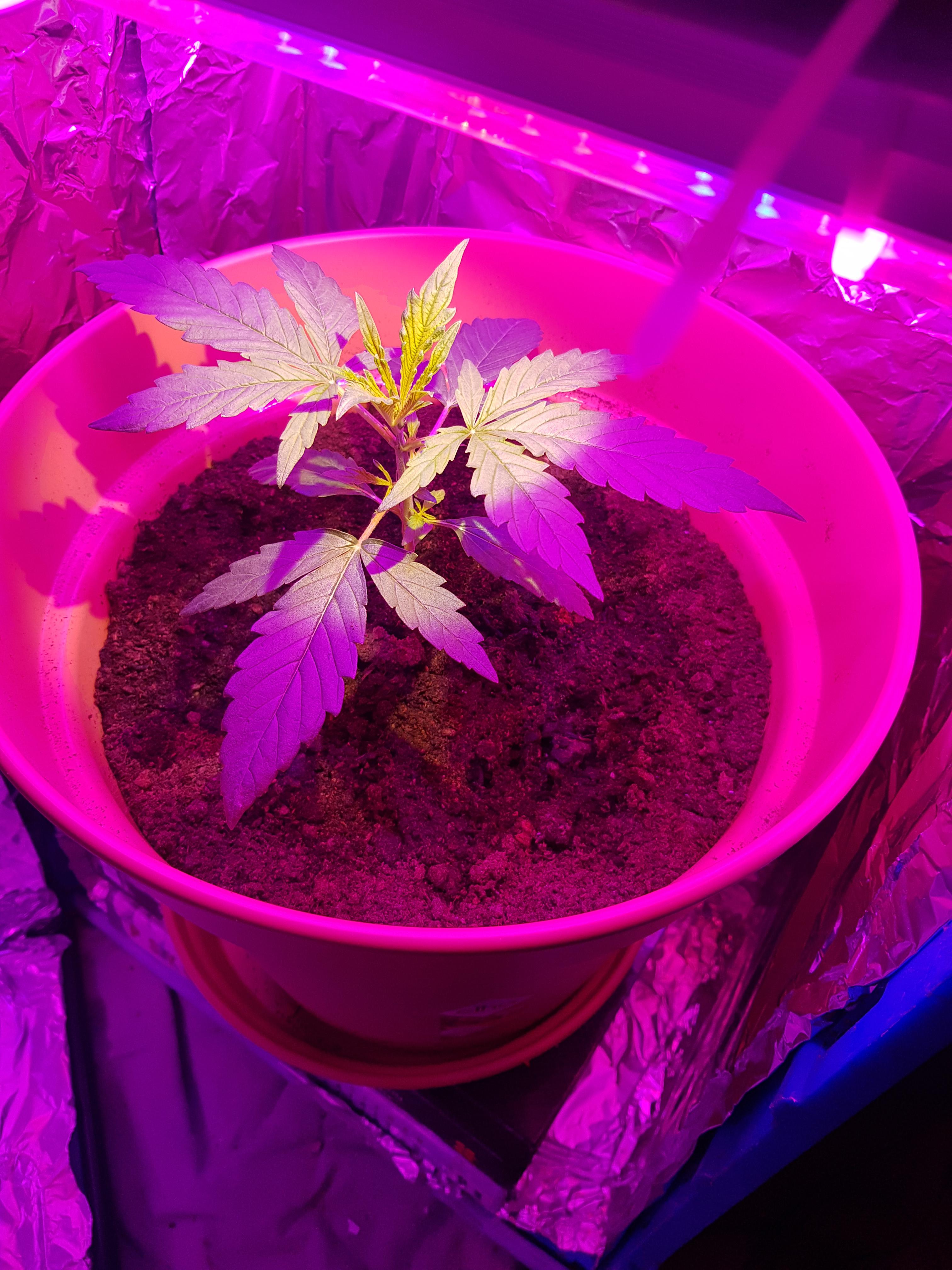 Day 28 of my first grow. Northern lights. Pretty rudimentary setup. Any