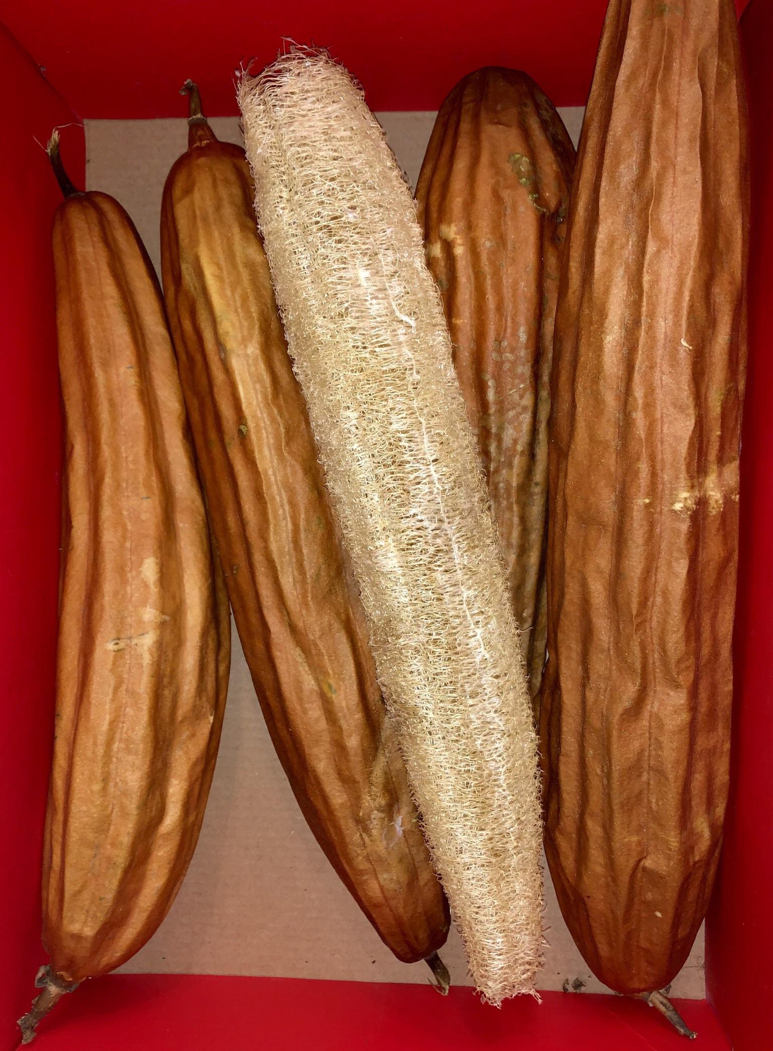 Not much, but I’m proud of these. Loofah gourds from seed to sponge