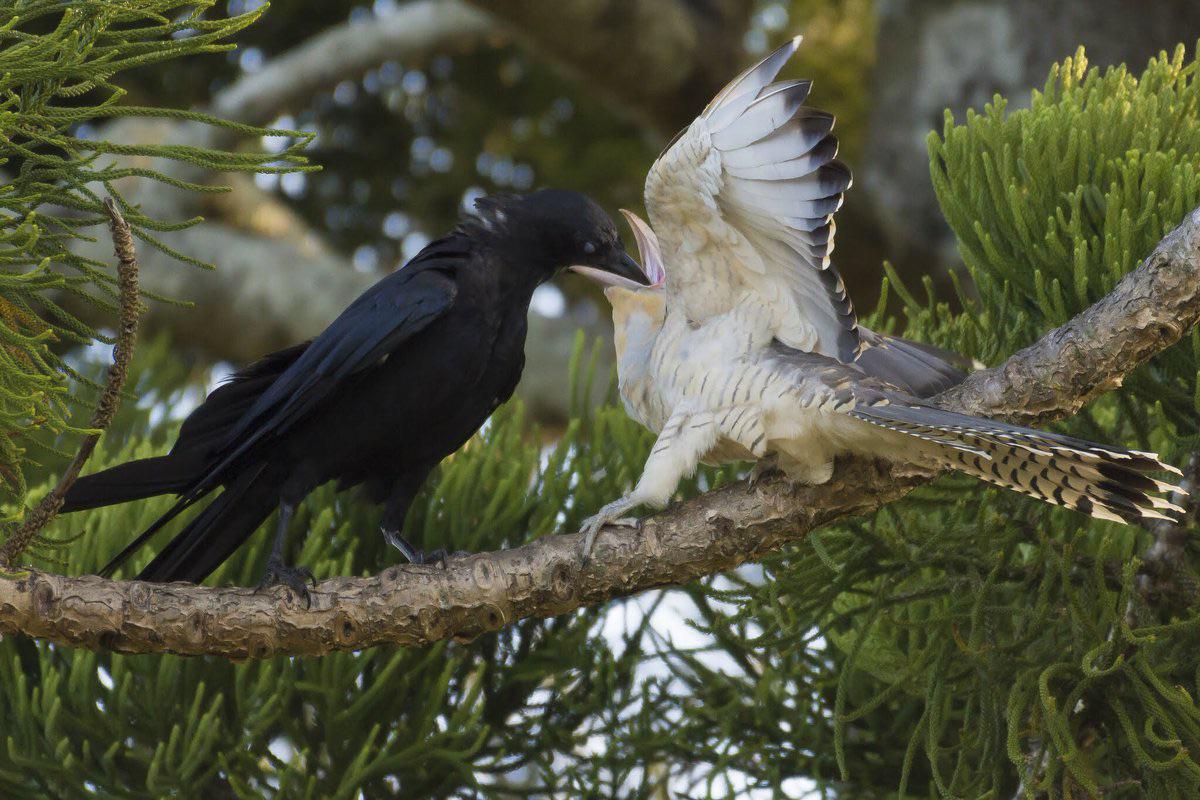 An Australian Crow feeding what it believes to be its young, but is