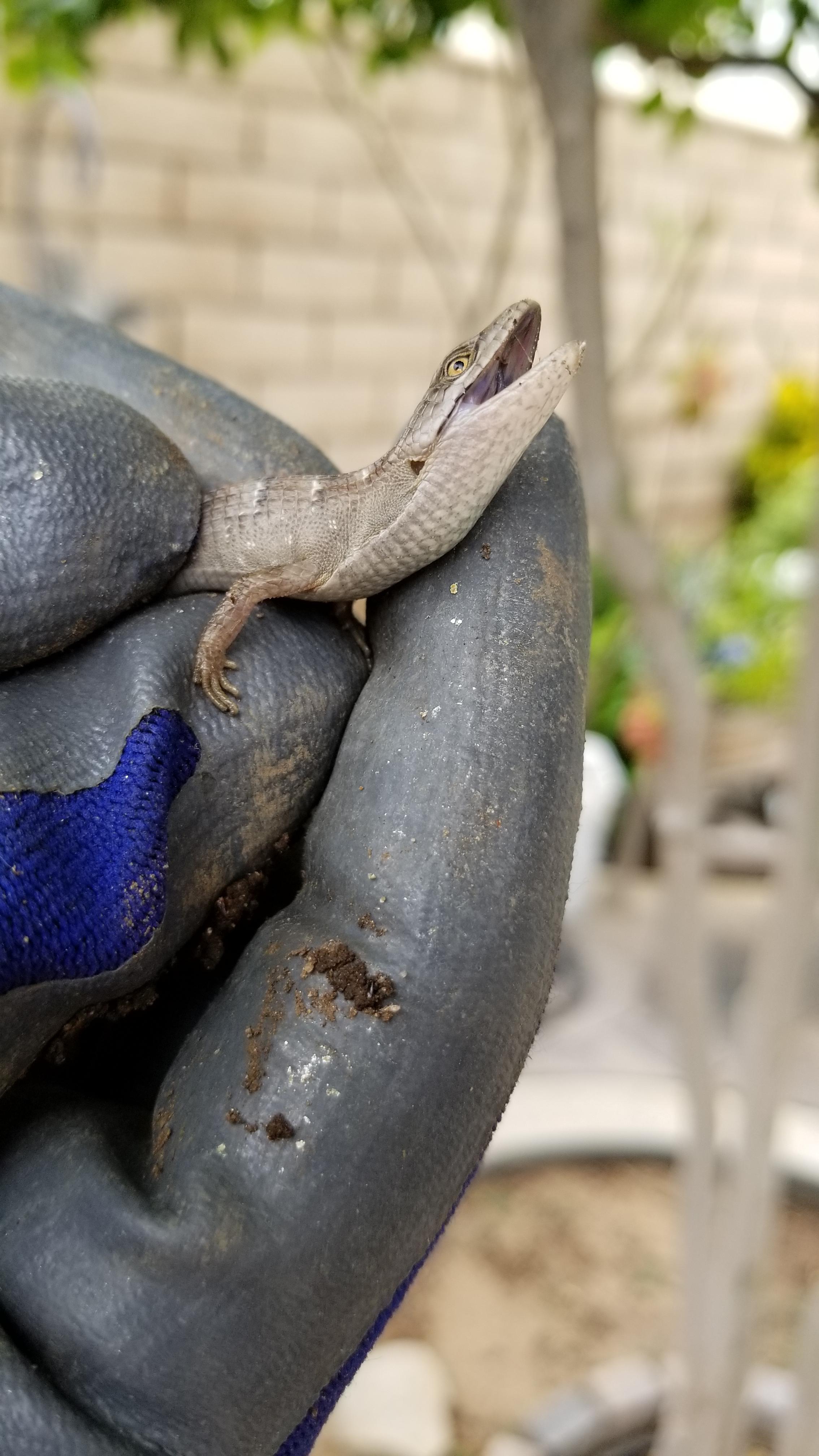 Southern Alligator Lizard not happy about my handling. r/herpetology