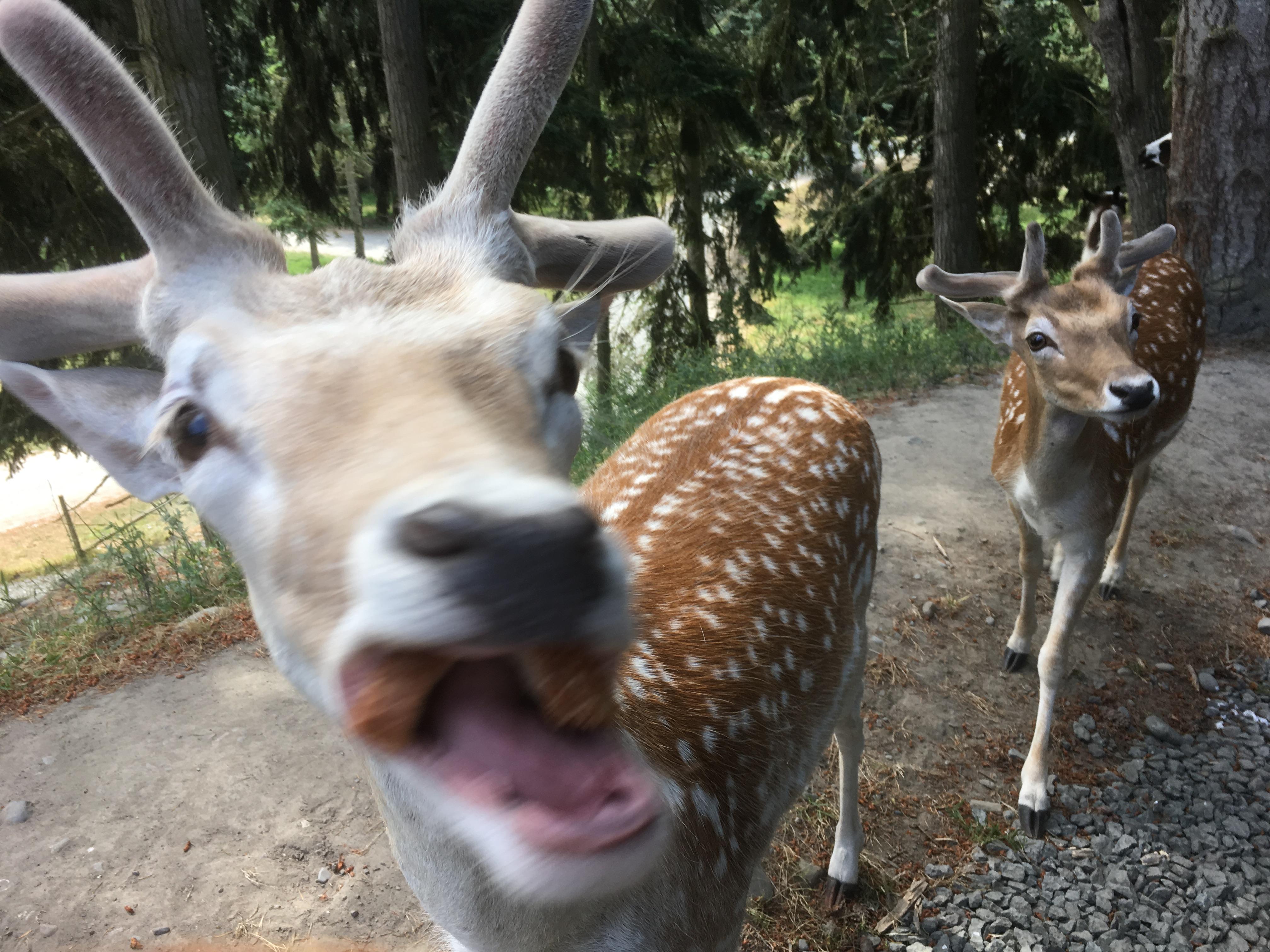 This deer eating a piece of bread r/AnimalsBeingDerps