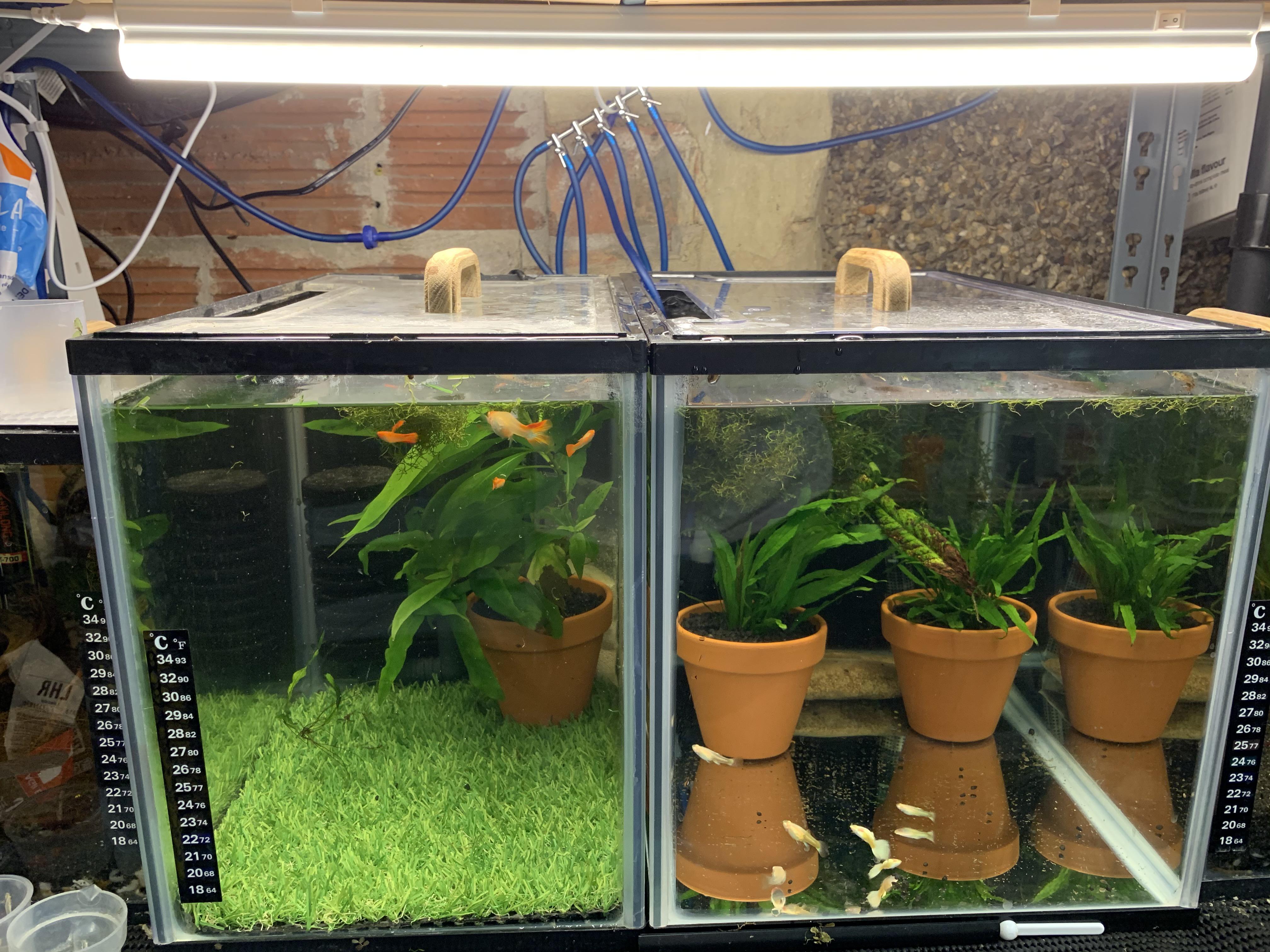 Anyone know if you can use AstroTurf in an aquarium? r/poecilia