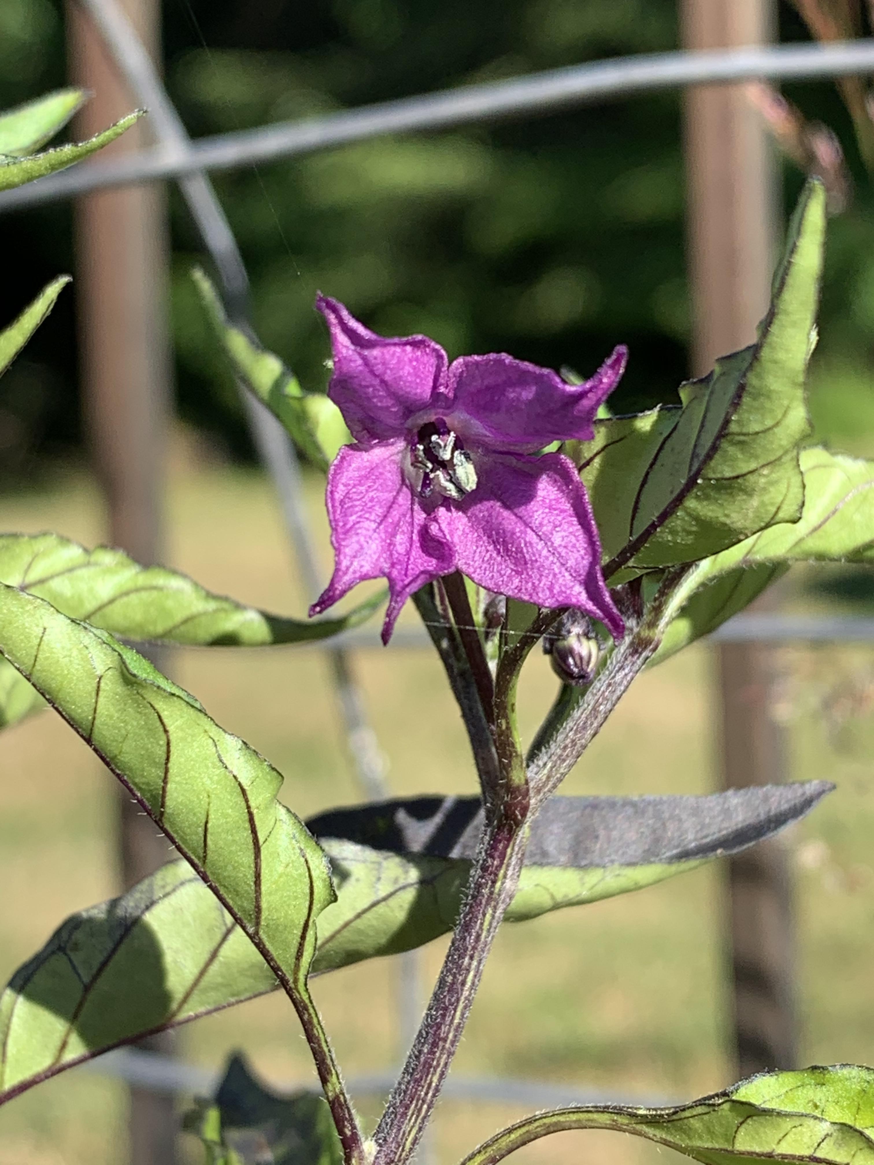 Purple flowers on my pepper plant. It’s a Maui Purple and I figured