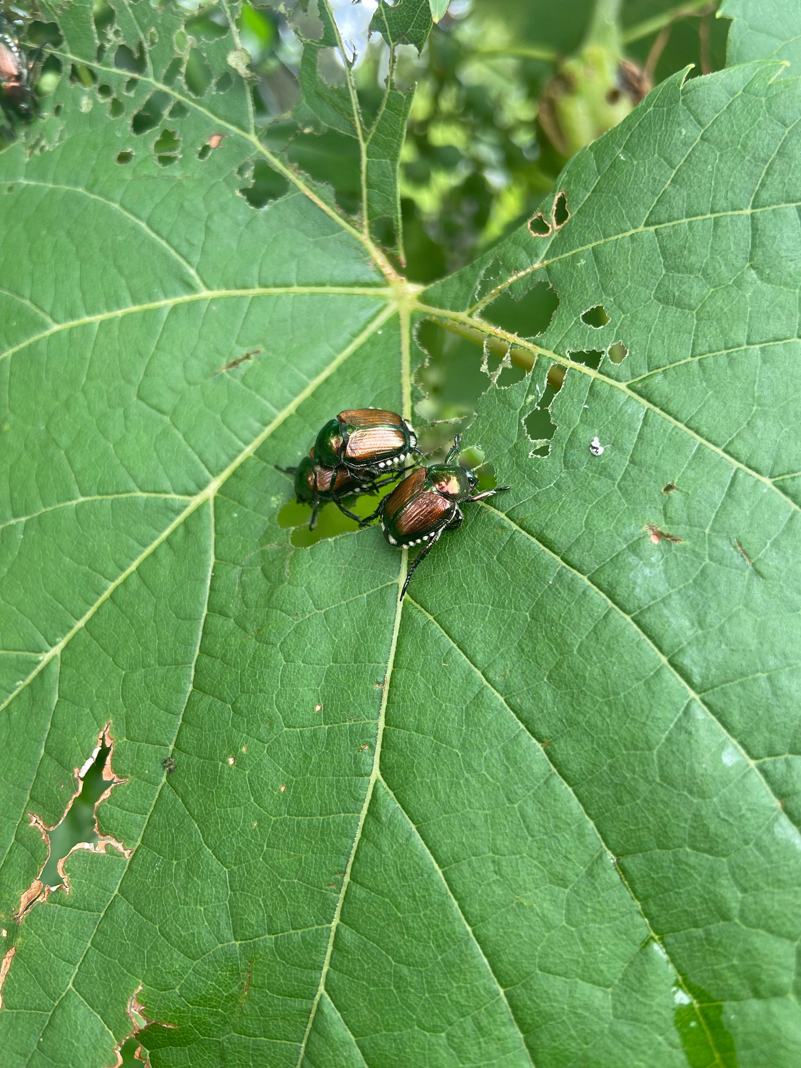 What are these bugs eating my grape vine? They are getting too close to