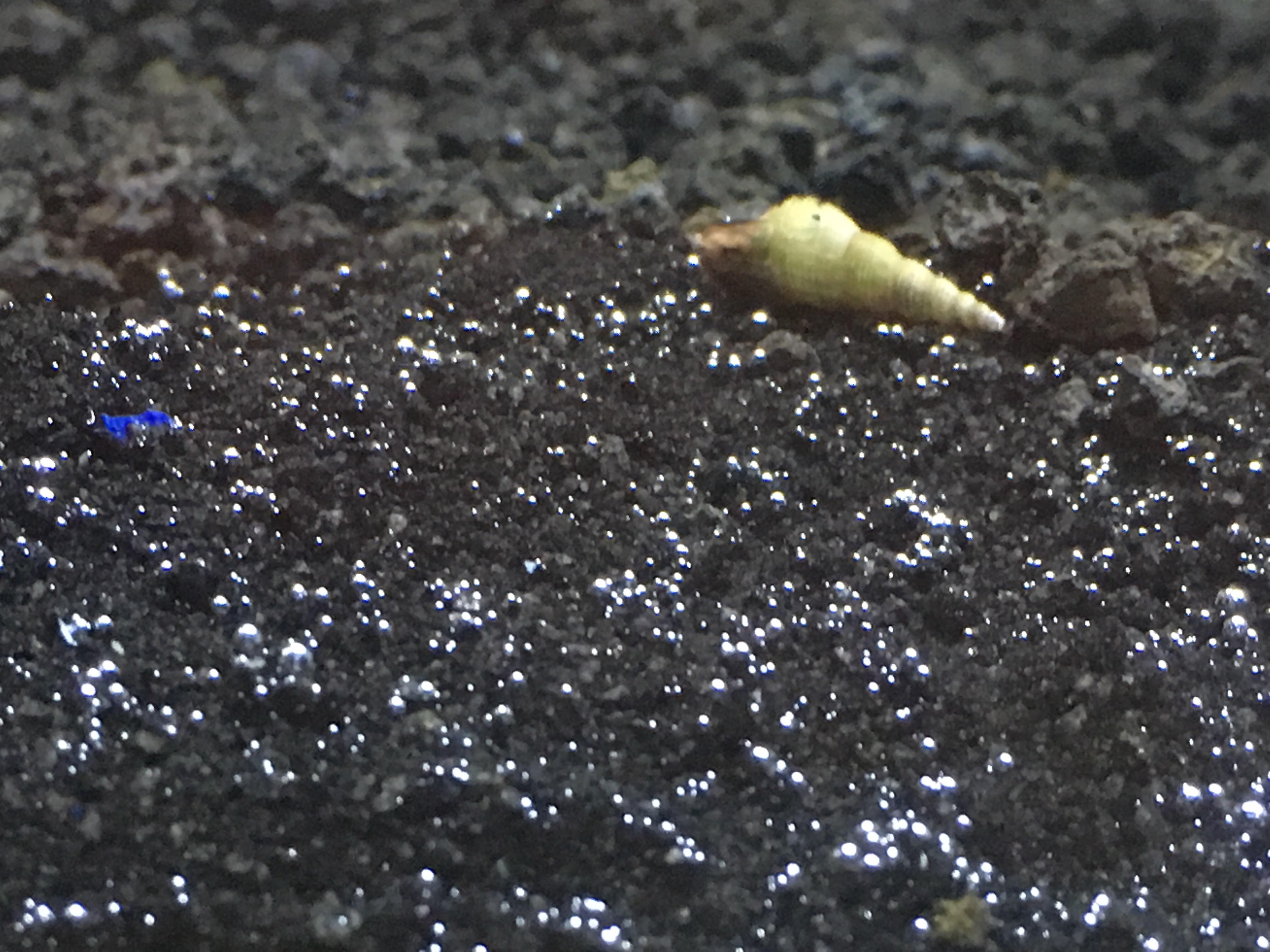 Snail hitched a ride with my new gravel. Should I keep it