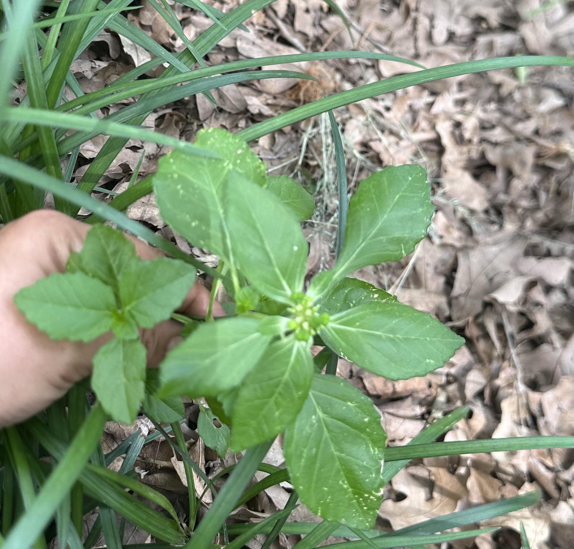 Horseherb? r/NativePlantGardening