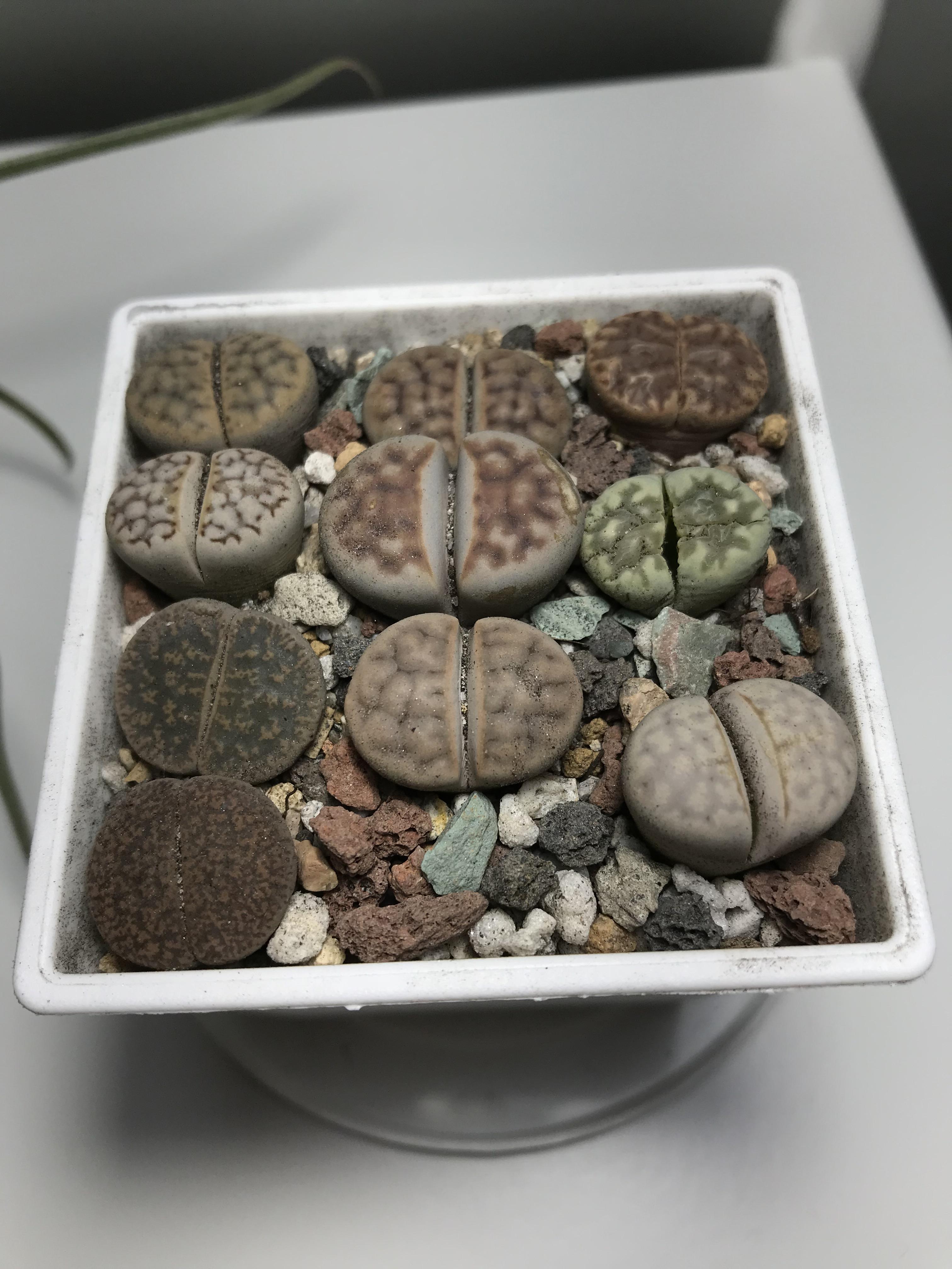 New to lithops. Does the green one on the right need water? Should I