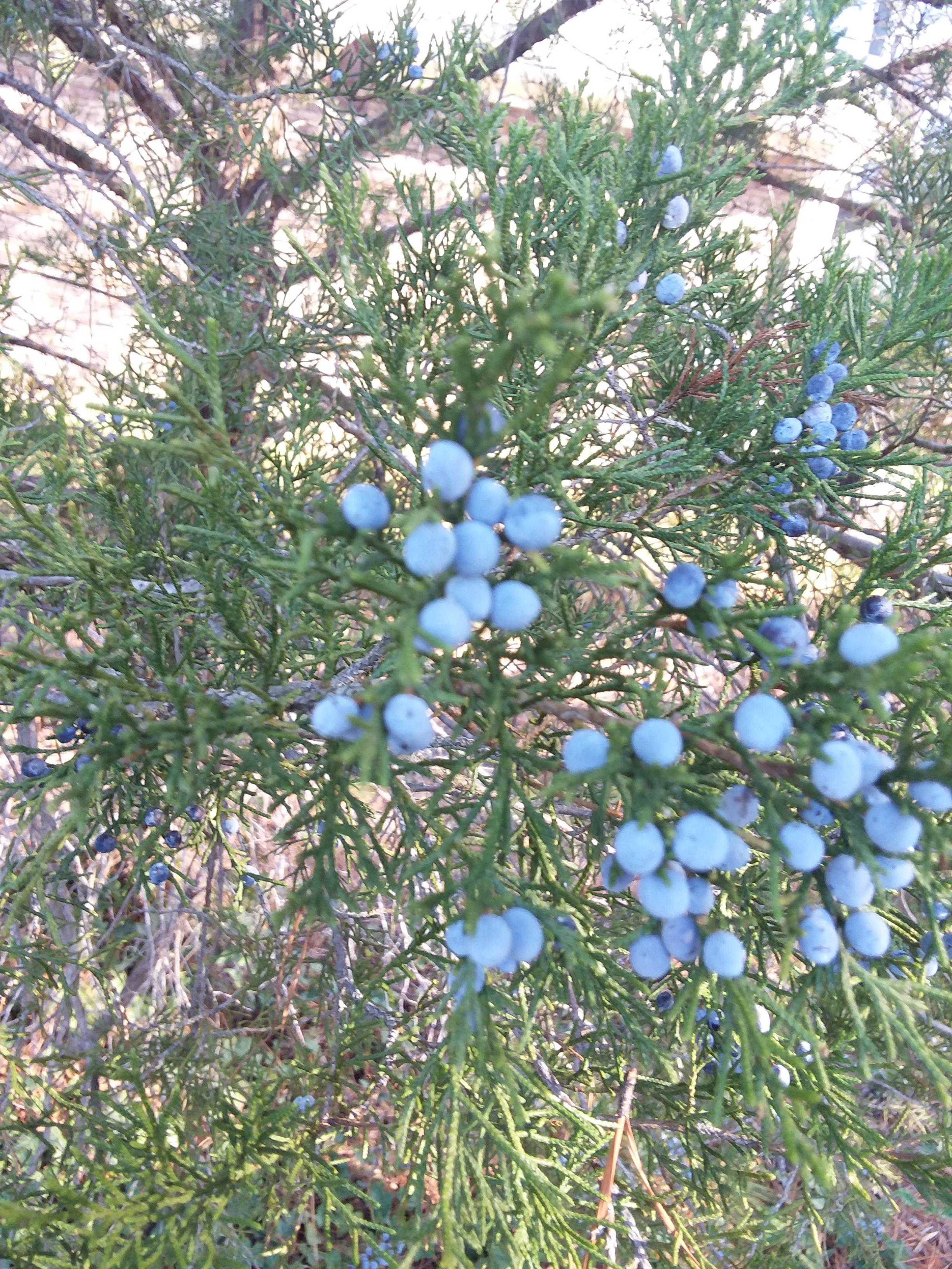 Is this juniper? r/whatsthisplant