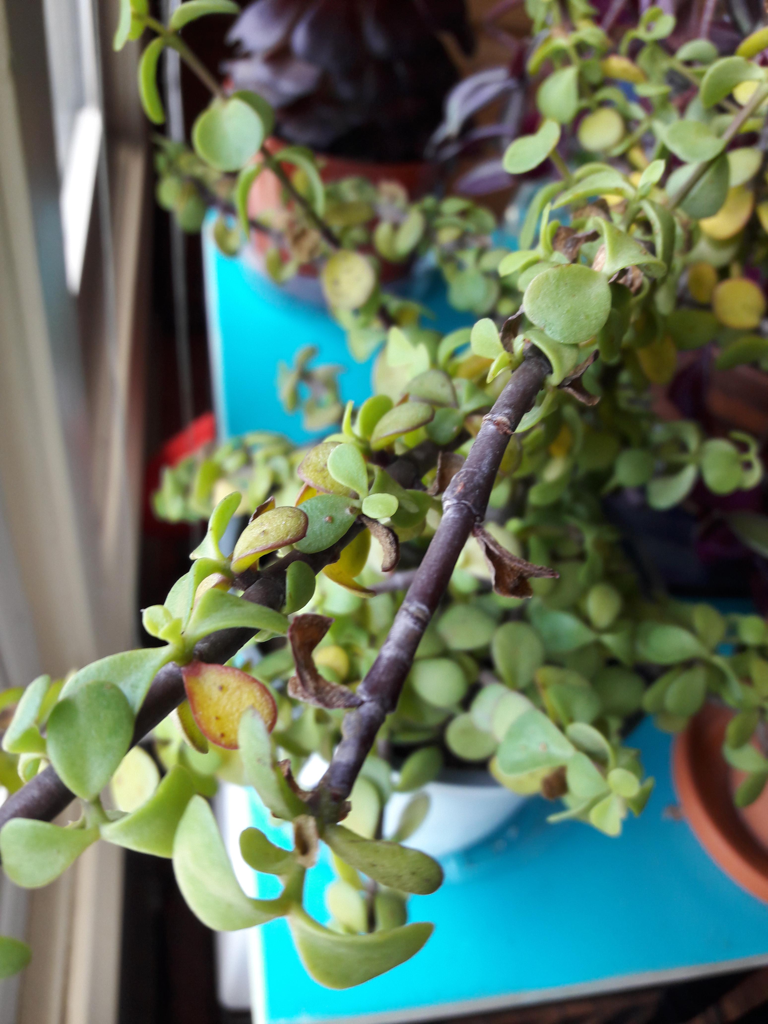 Help! I don't know why my beautiful Jade is shriveling up and dieing