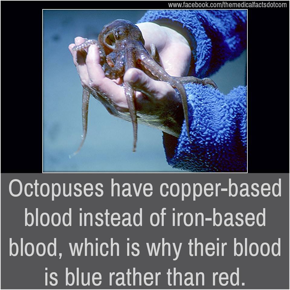 An octopus' blood is blue due to the protein called, haemocyanin, which